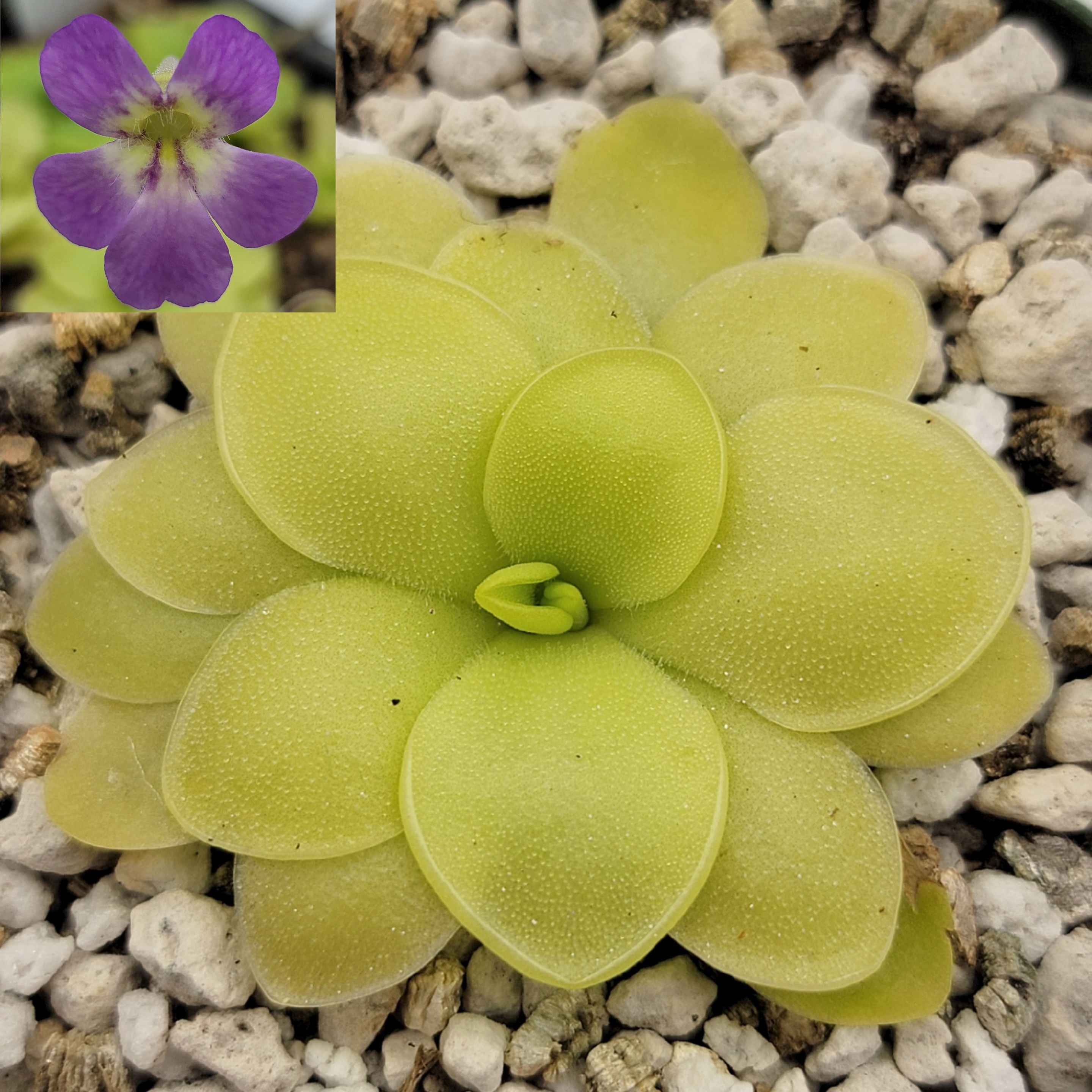 Pinguicula 'Huahuapan' x pilosa - Rainbow Carnivorous Plants LLC