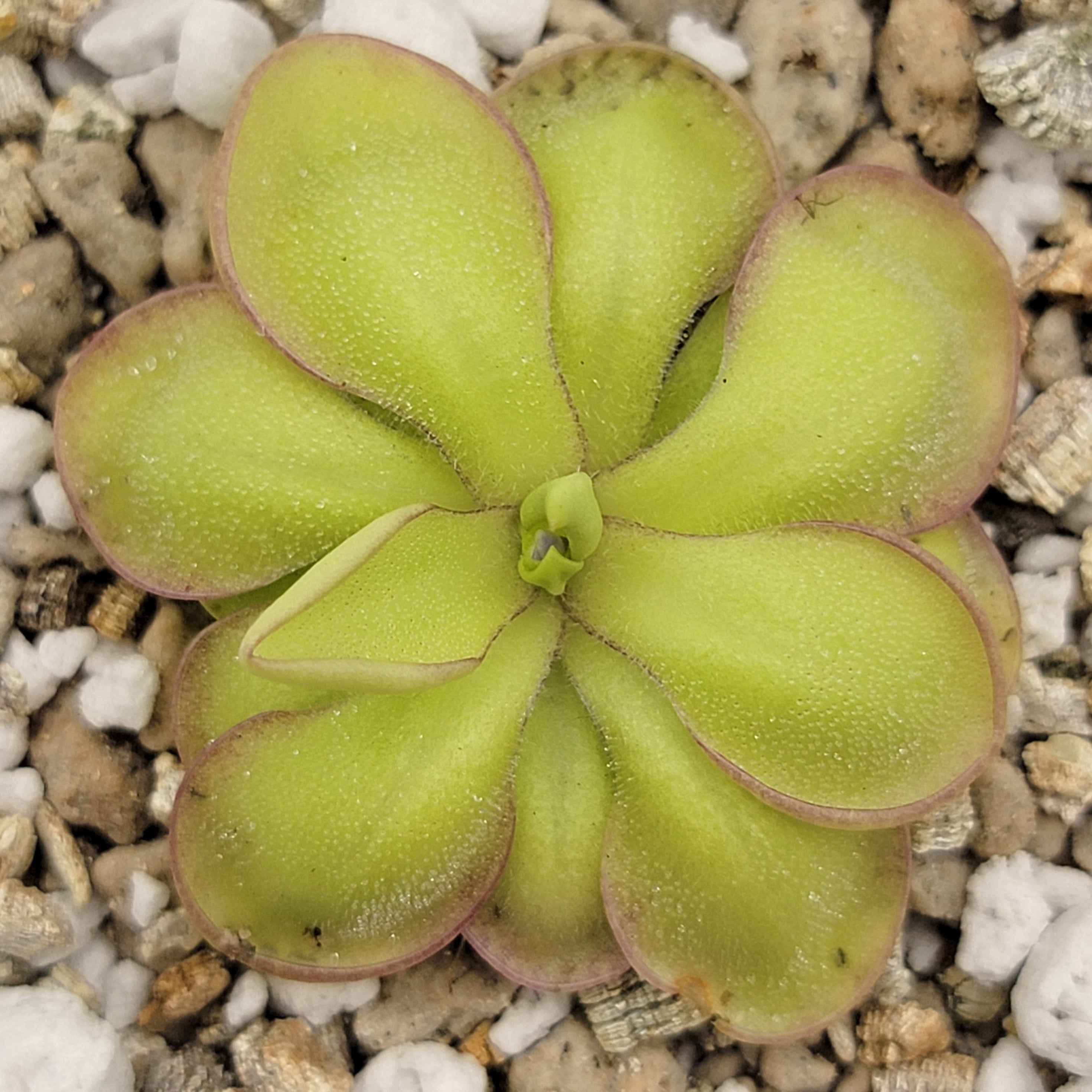 Pinguicula 'Köhres' - Rainbow Carnivorous Plants LLC
