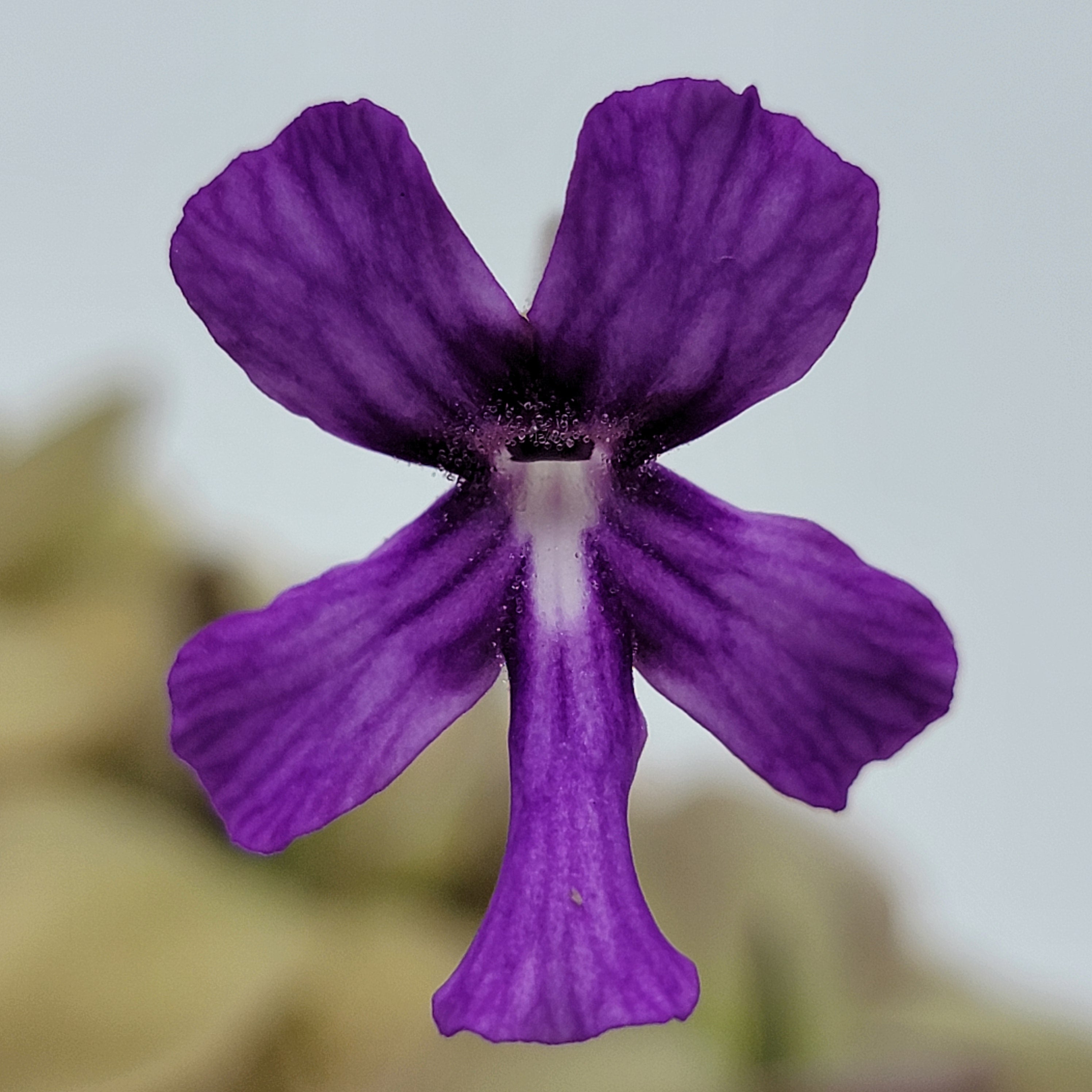 Pinguicula "Lautner 92/52" x "Big Purple Thing"