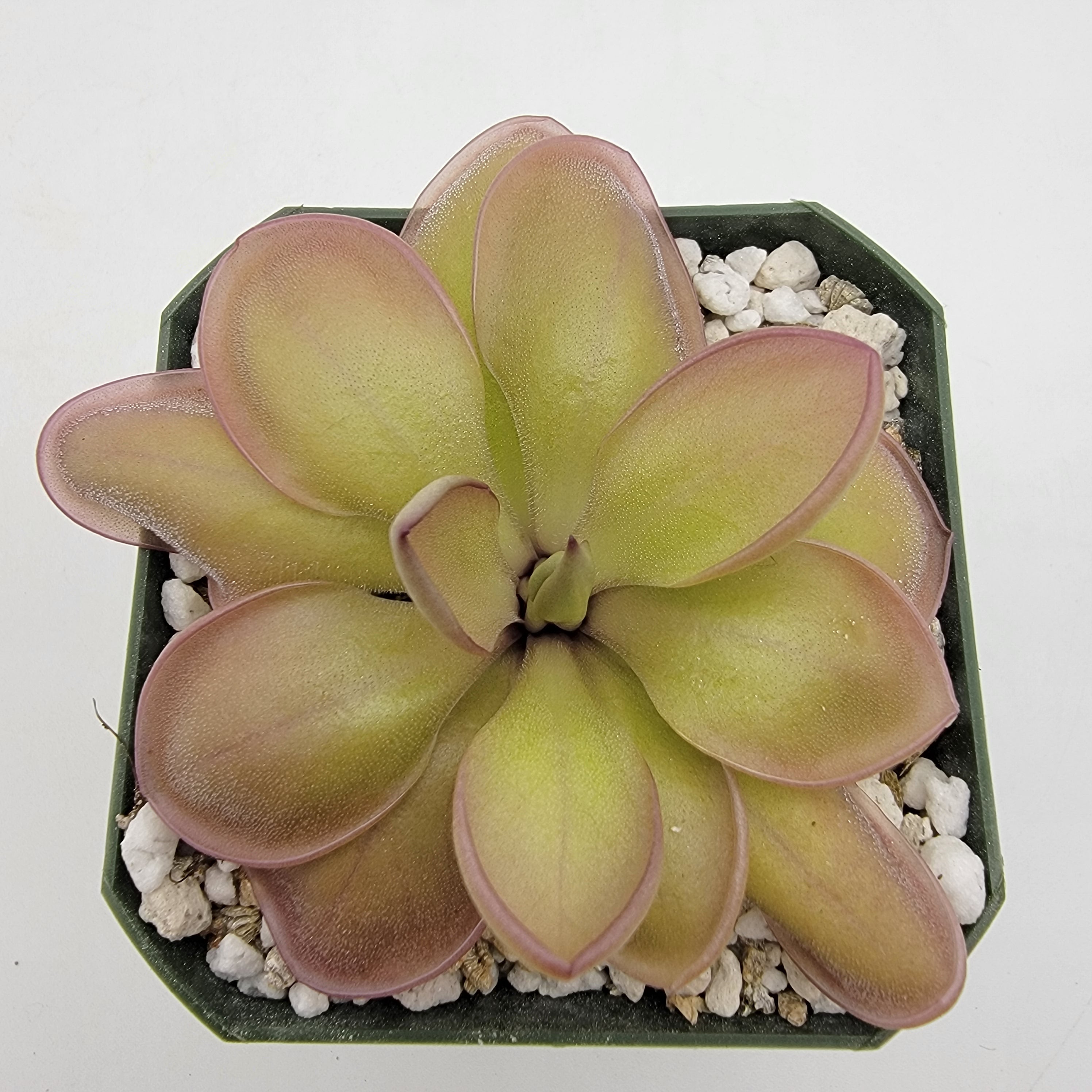 Pinguicula "Lautner 92/52" x "Big Purple Thing"