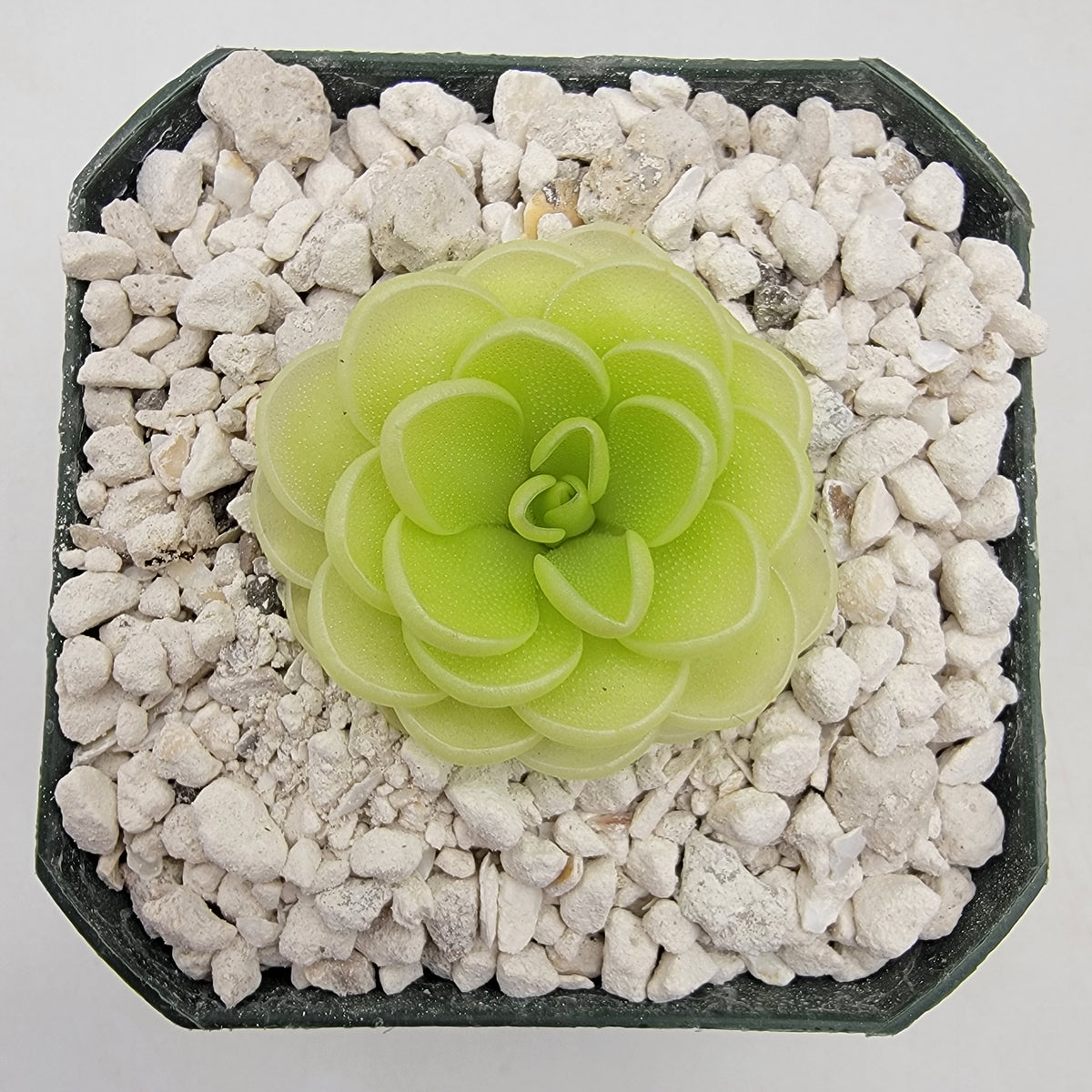 Pinguicula 'Lavender Whispers'