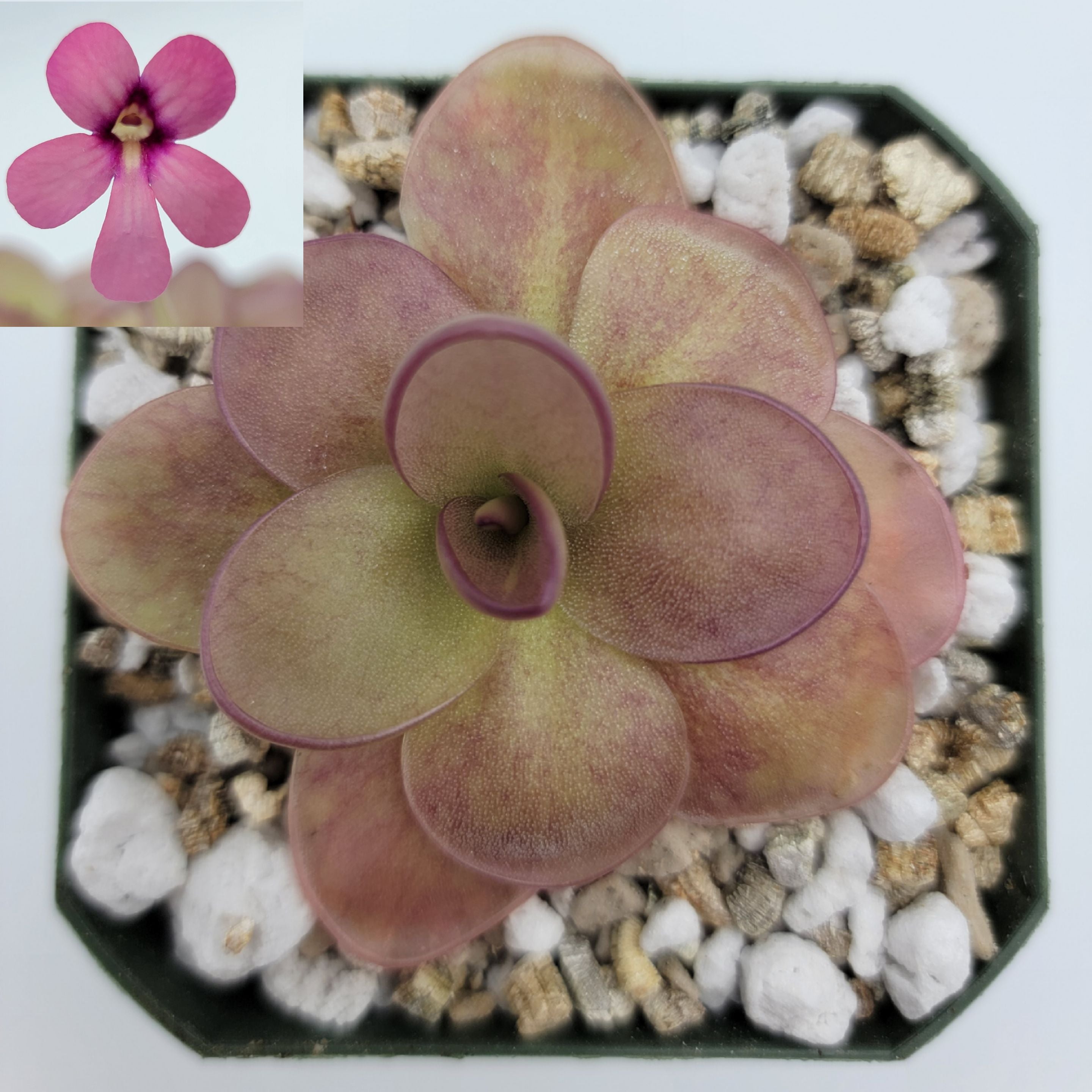 Pinguicula "Peaches" - Rainbow Carnivorous Plants LLC