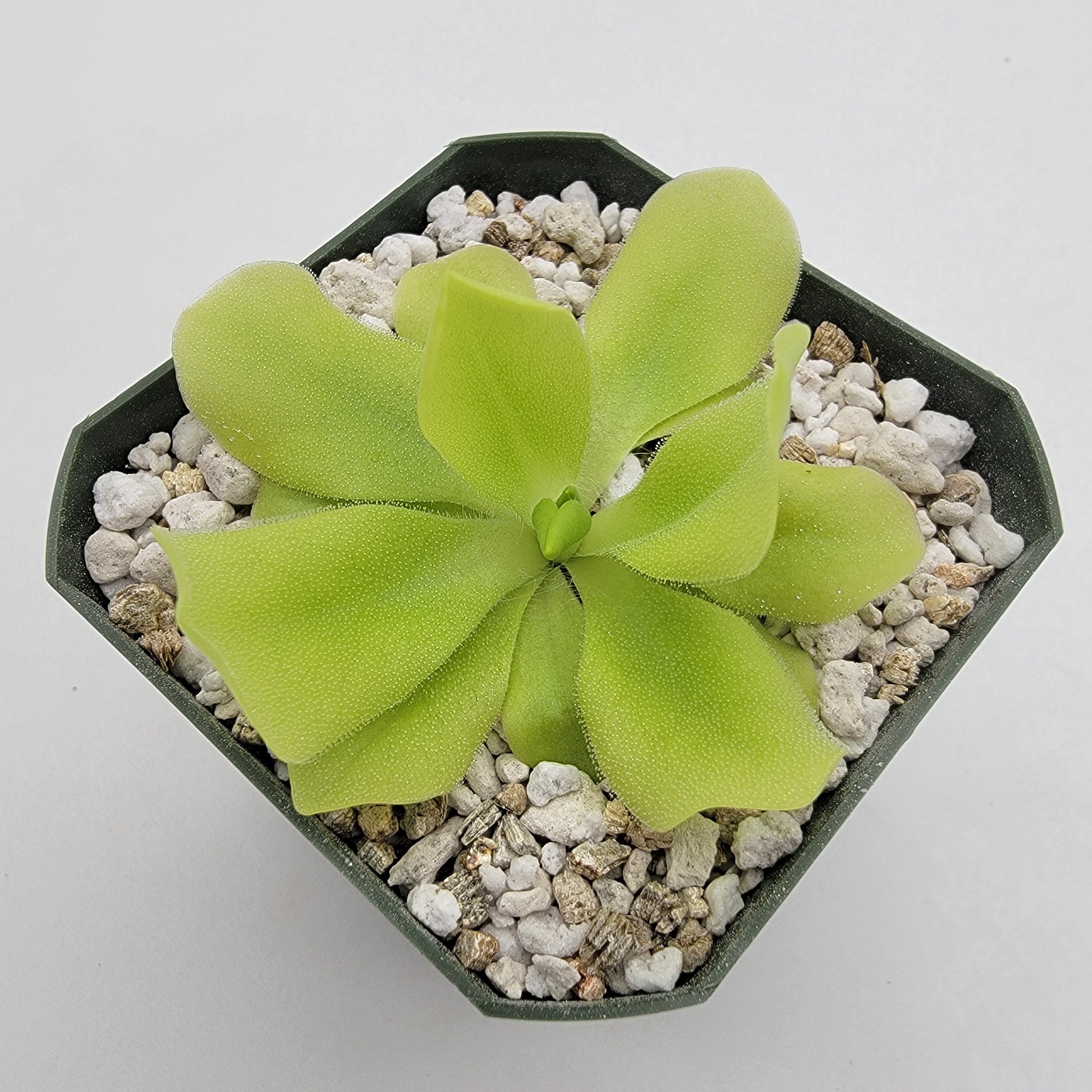 Pinguicula "Pecosita" -Butterworts -Rainbow Carnivorous Plants LLC