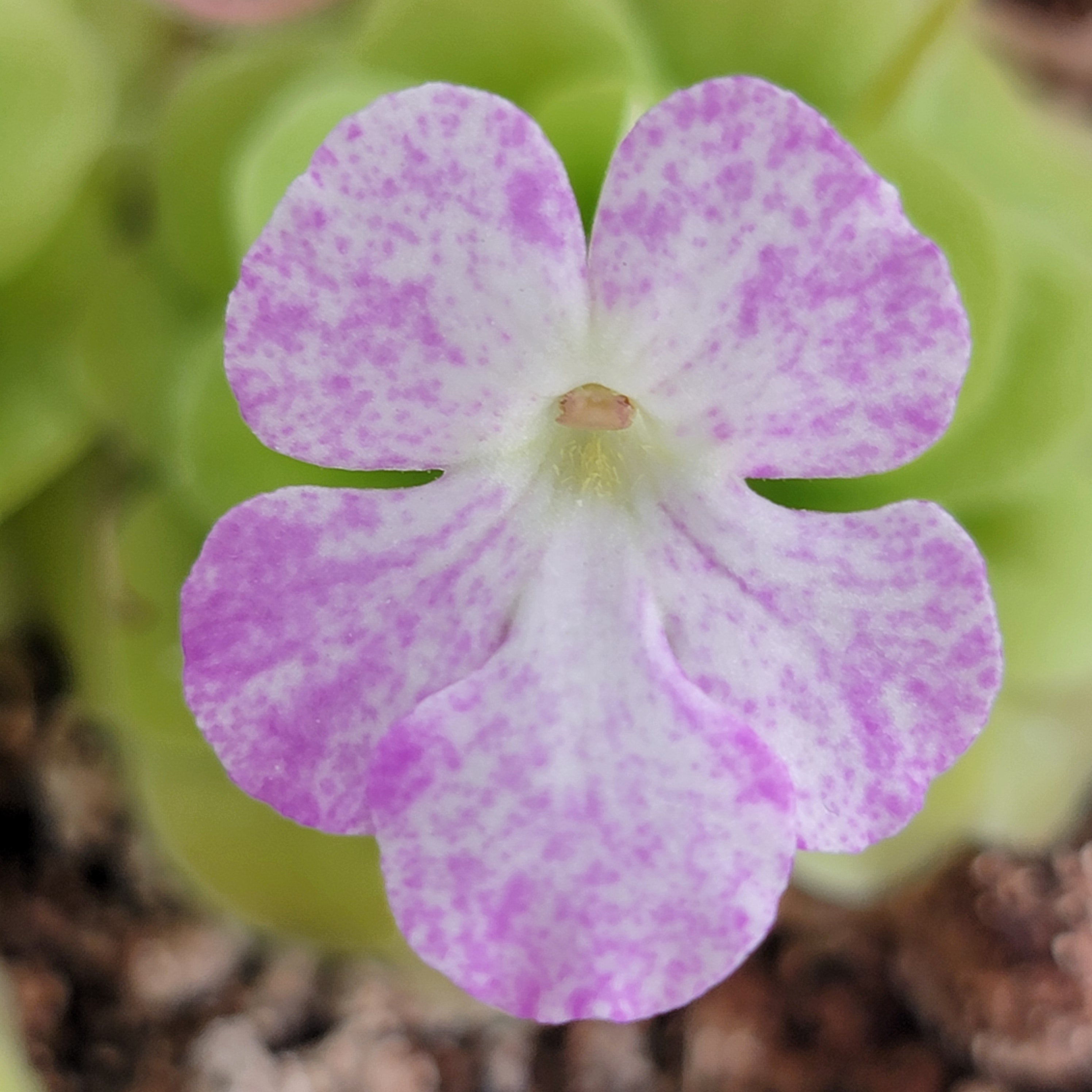 Pinguicula "Pecosita"