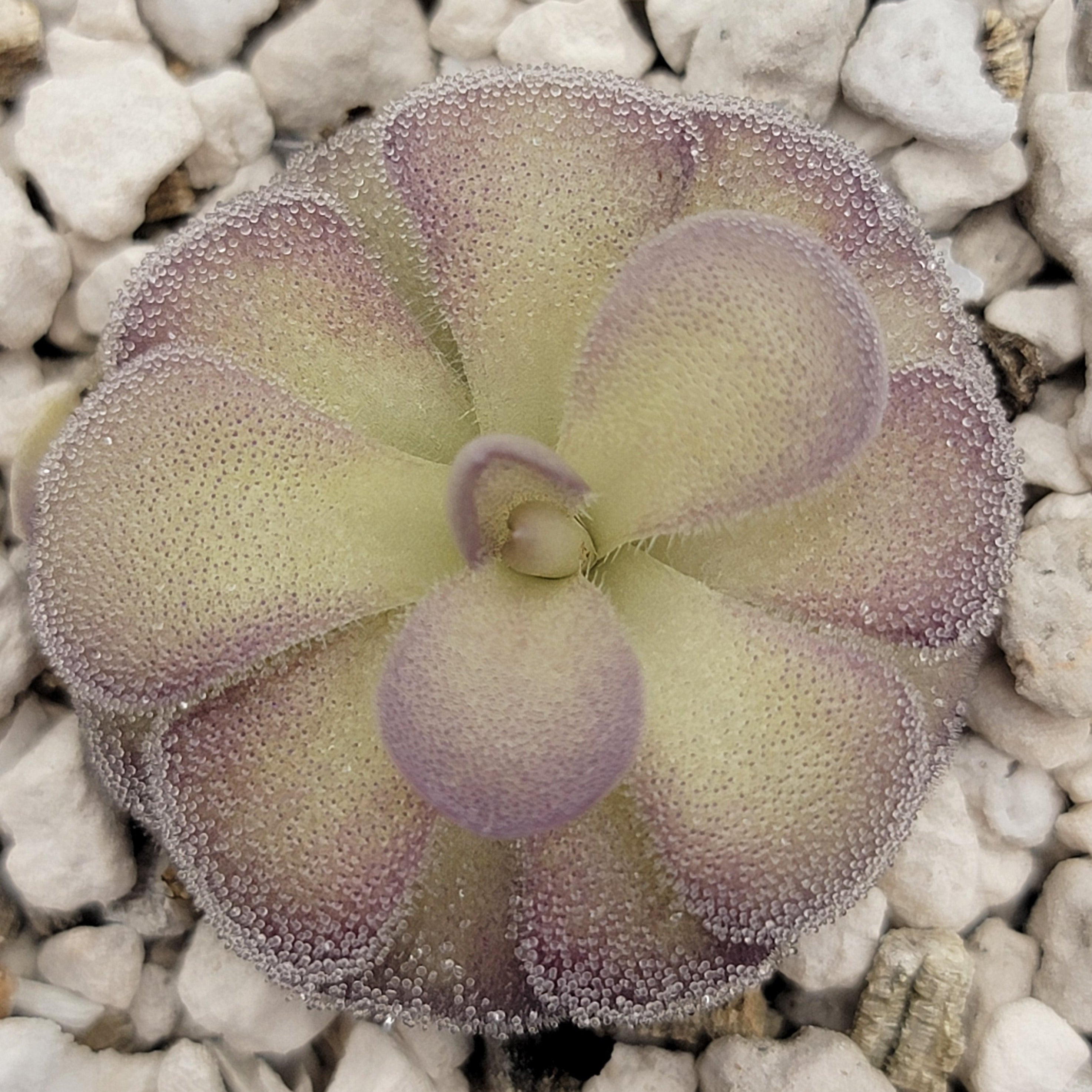 penny succulent Pinguicula Penny