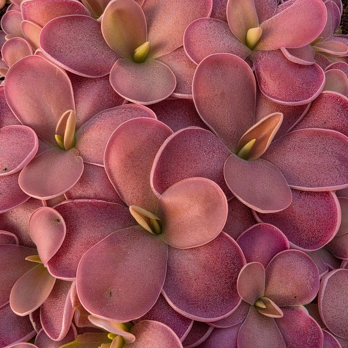 Pinguicula 'Pink Champagne'