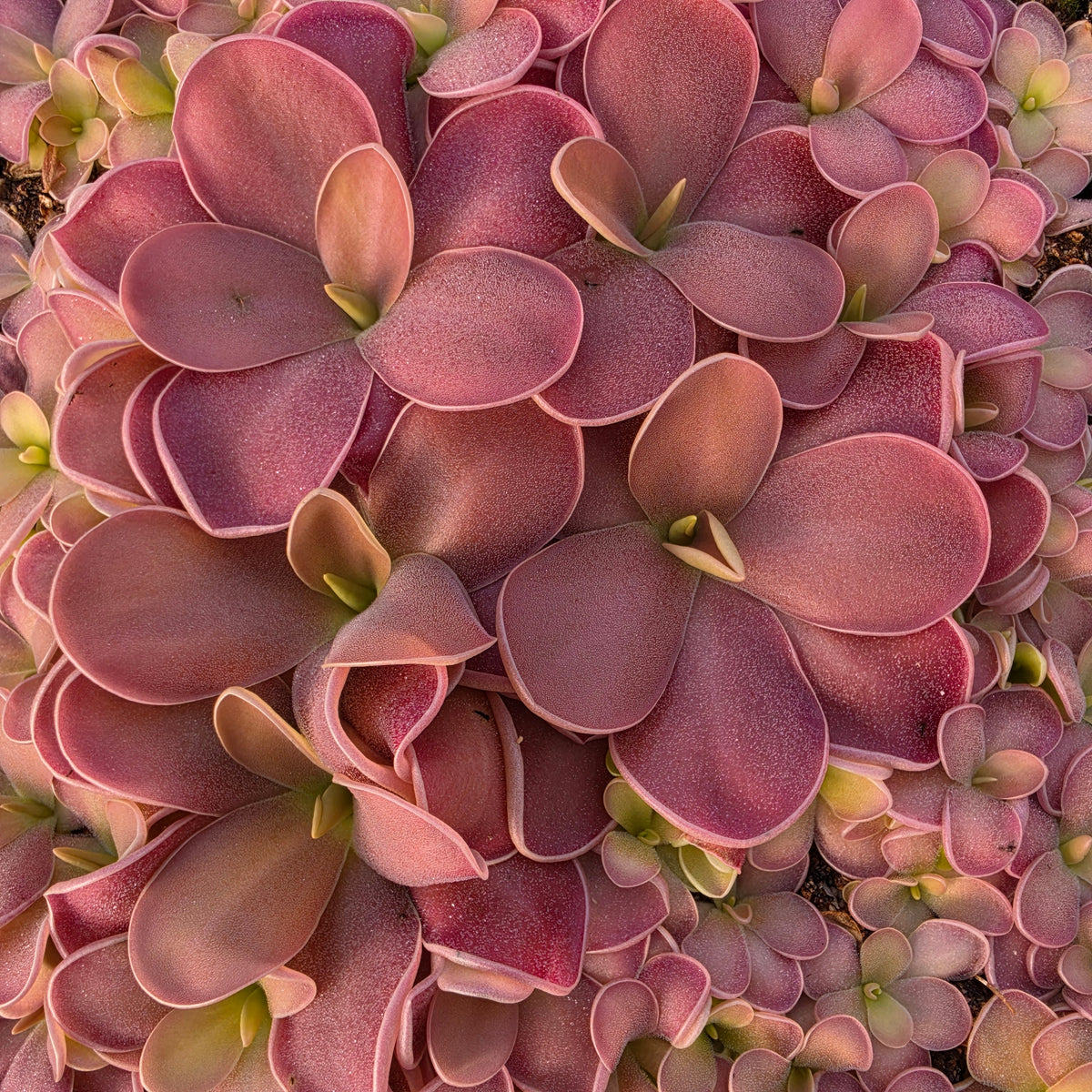 Pinguicula 'Pink Champagne'