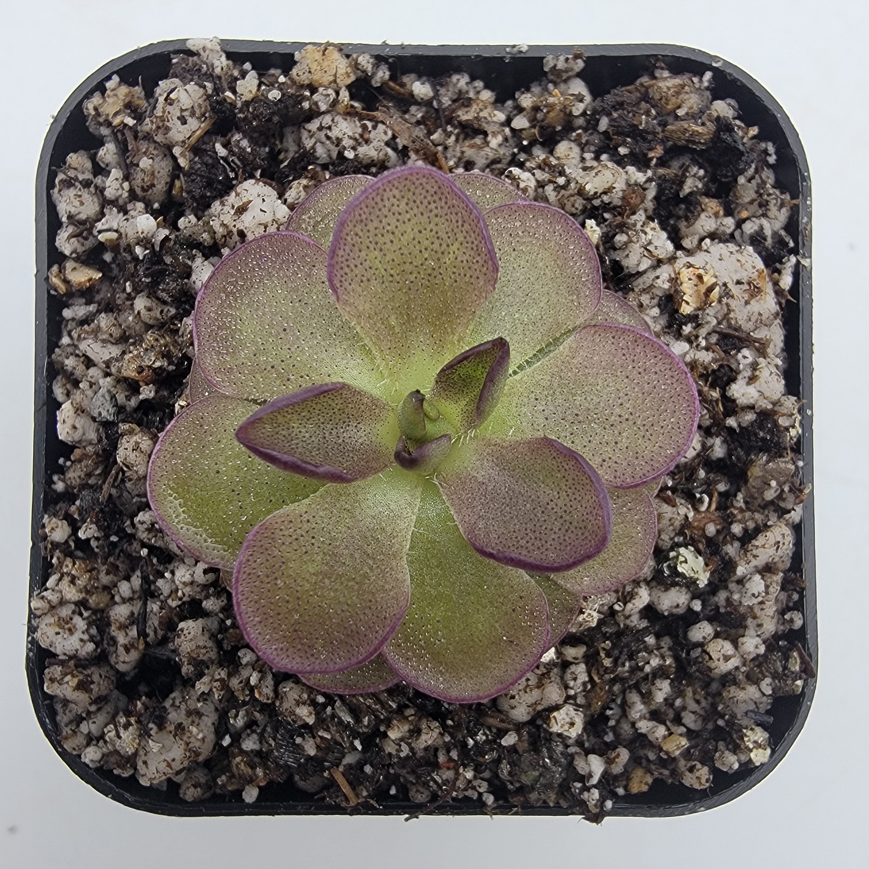 Pinguicula “Queen Cthulhu”