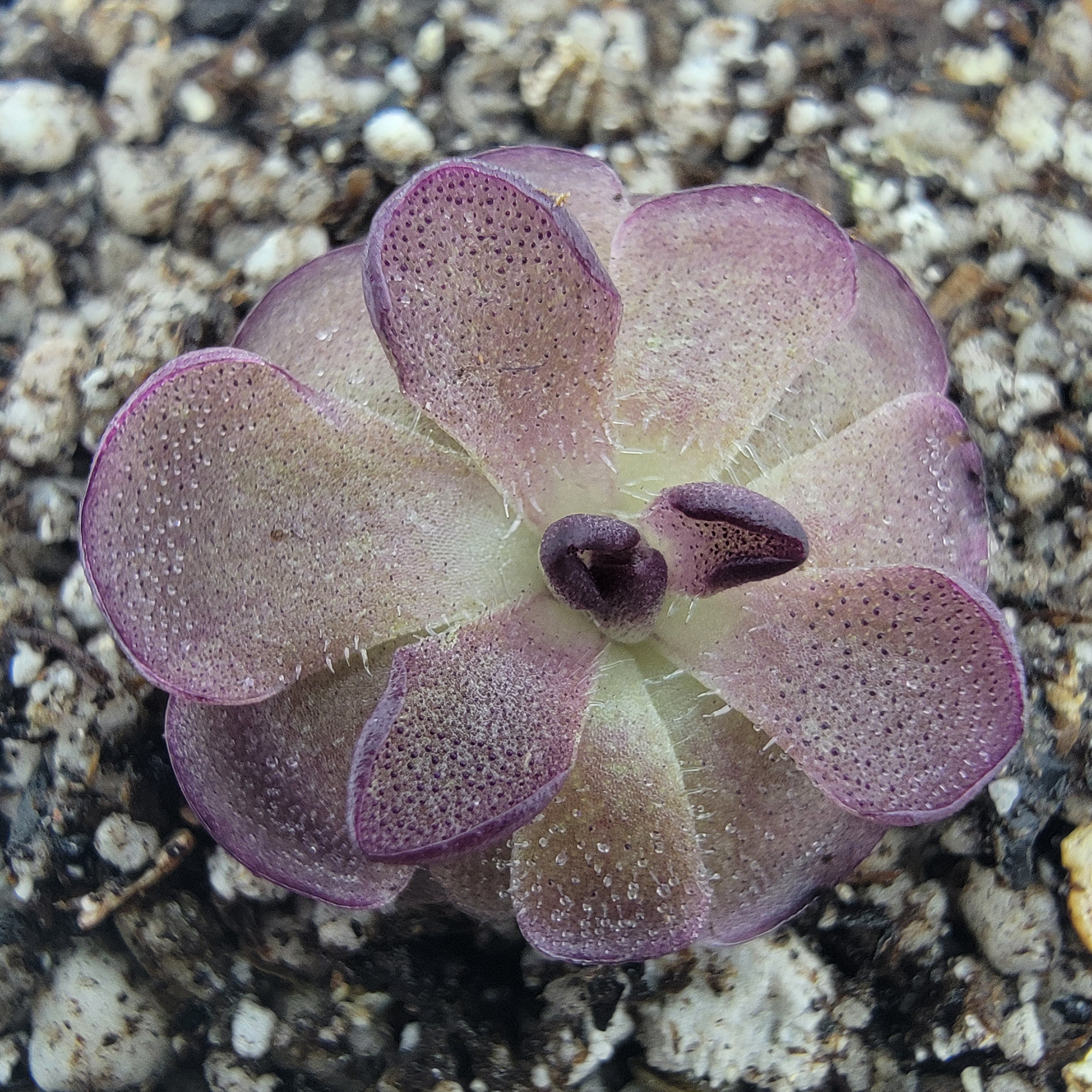 Pinguicula “Queen Cthulhu”