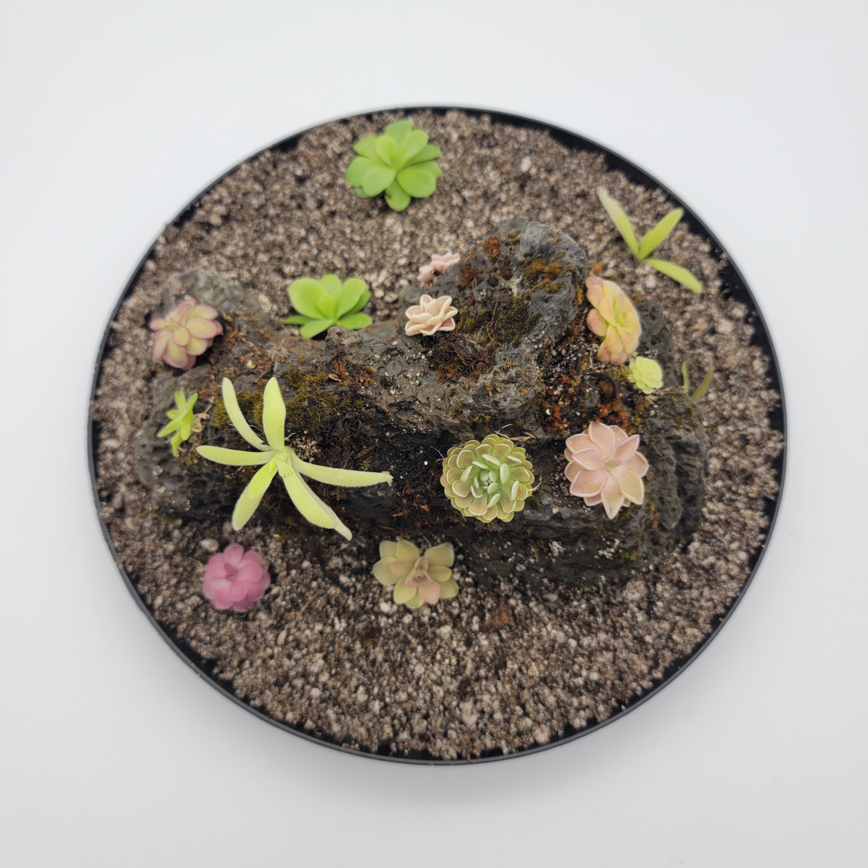 Mystery rock kit Pinguicula bundle - Rainbow Carnivorous Plants LLC