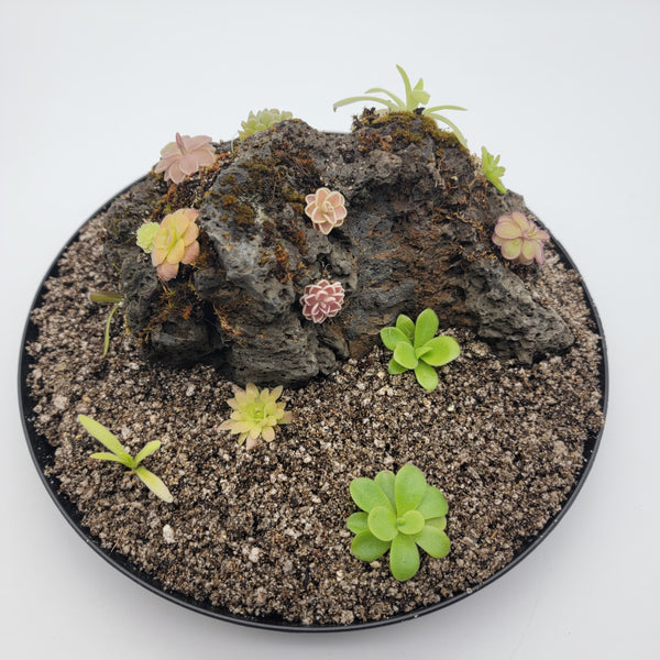 Mystery rock kit Pinguicula bundle | Butterworts | Rainbow