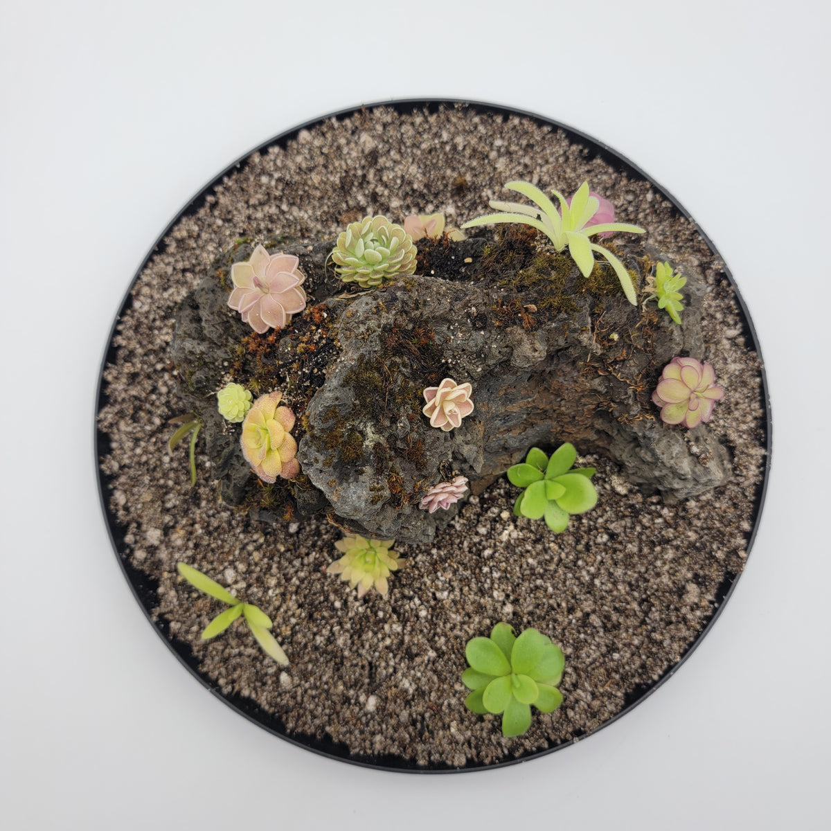 Mystery rock kit Pinguicula bundle