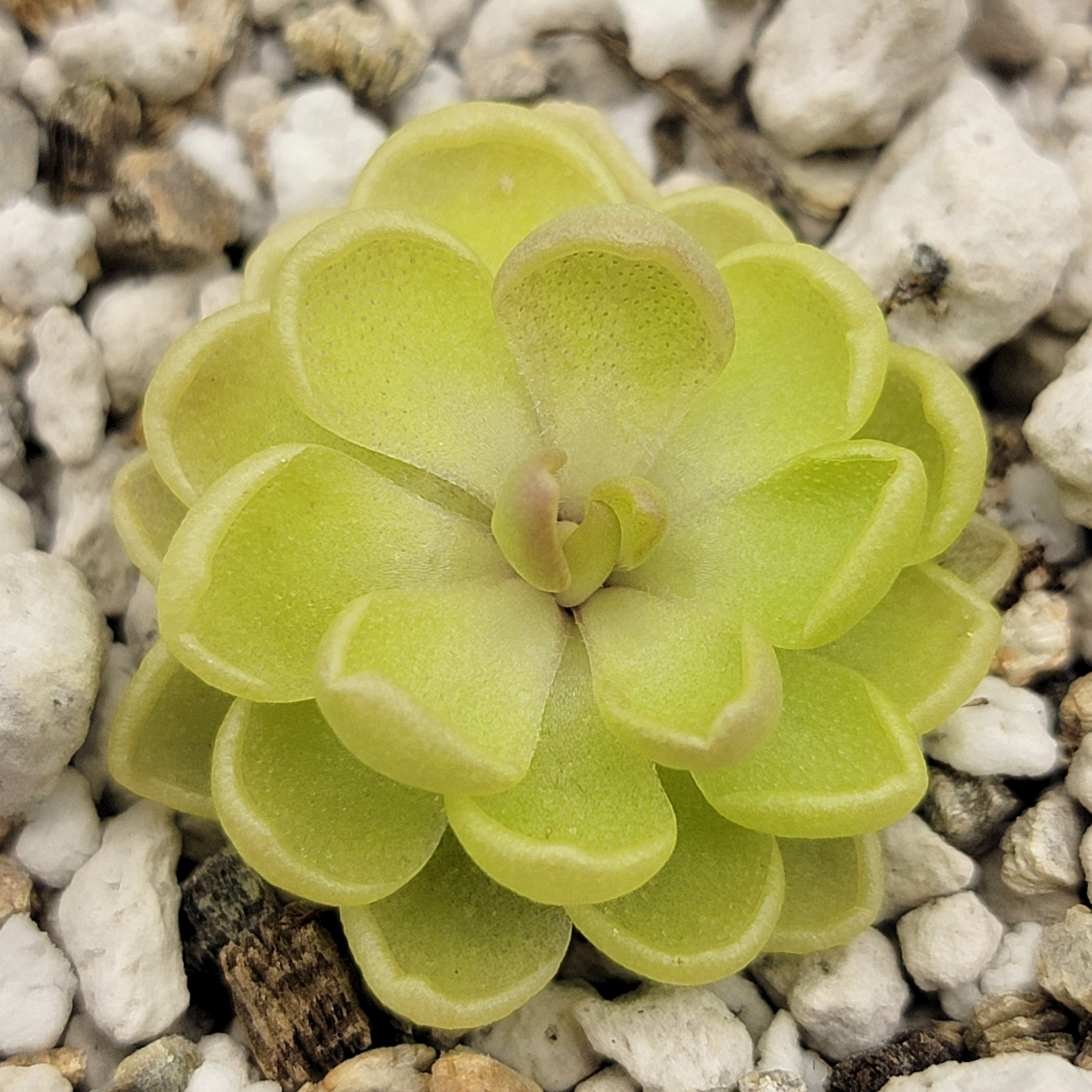 Pinguicula sp. "Tehuacan" -Butterworts -Rainbow Carnivorous Plants LLC