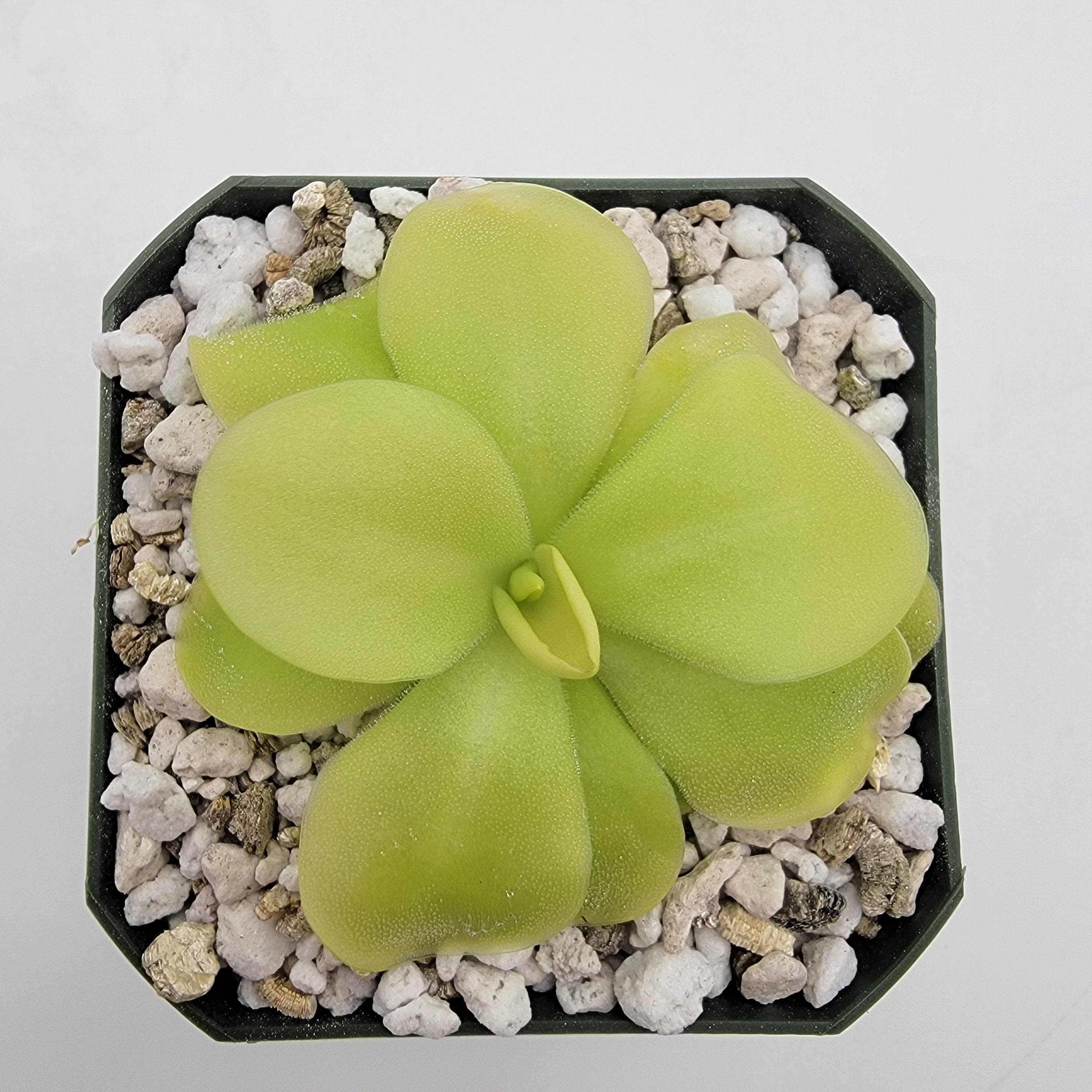 Pinguicula 'Tina'