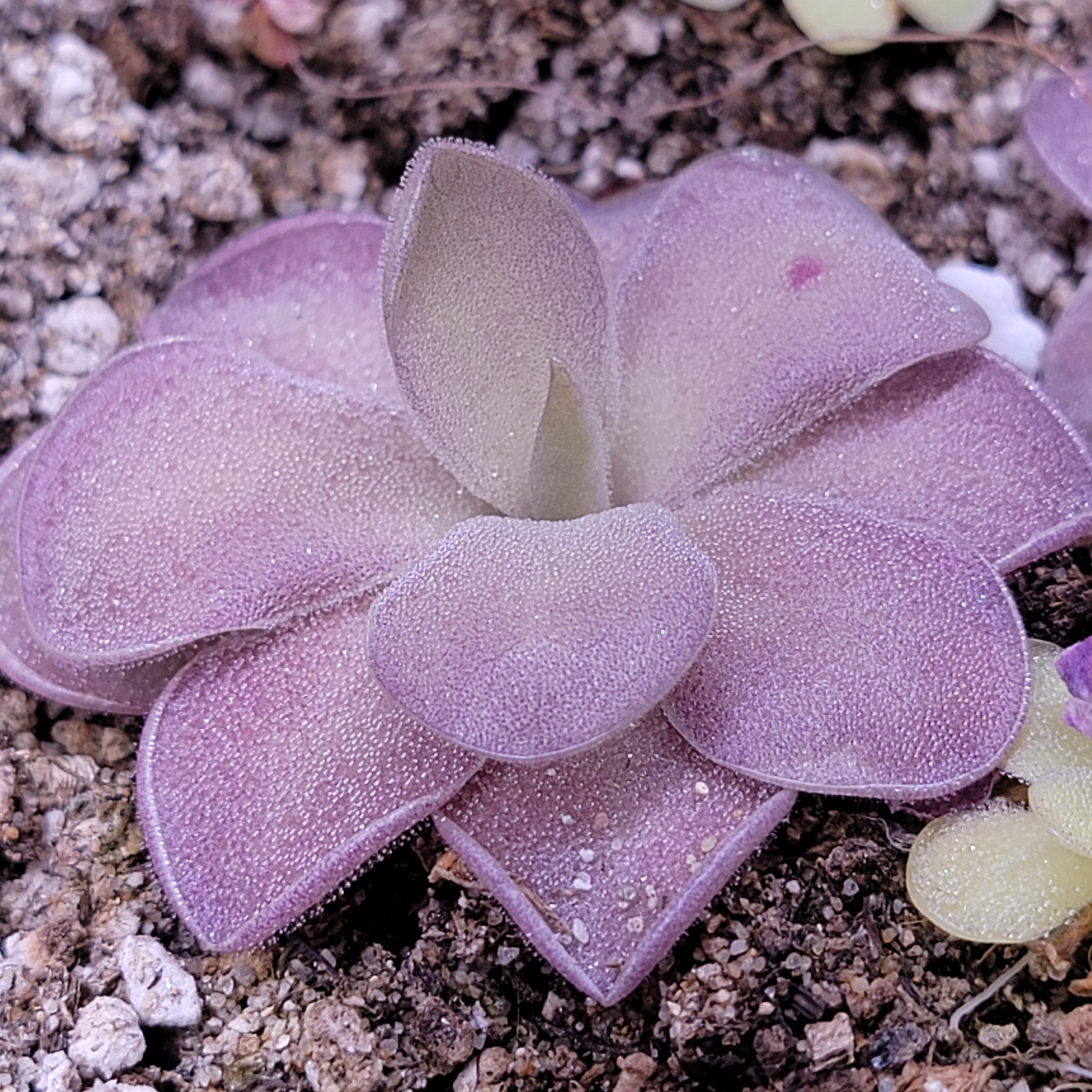 Pinguicula "Ysi" -Butterworts -Rainbow Carnivorous Plants LLC