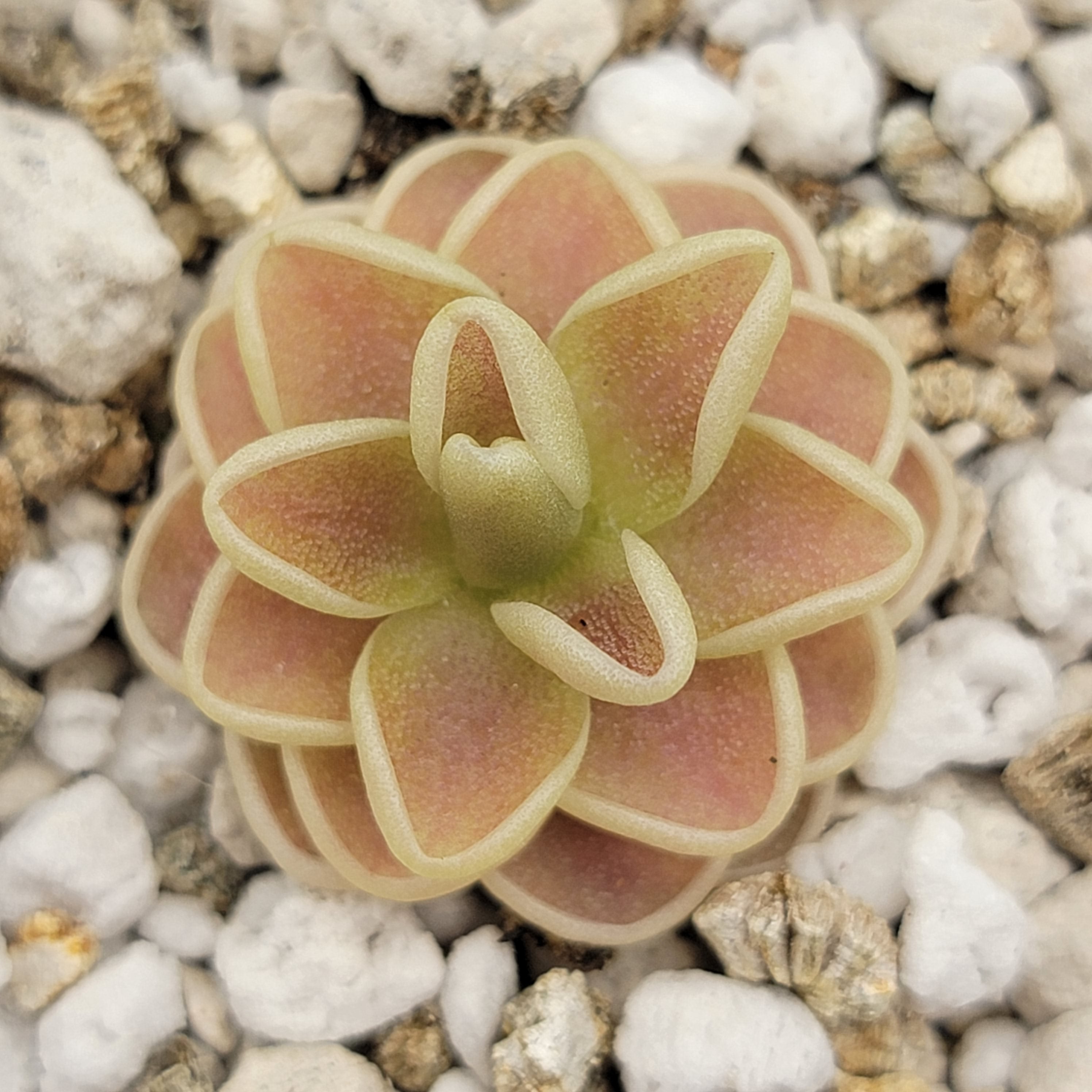 carnivorous plants succulents Pinguicula “Yucca Do 1713” Carnivorous Butterwort
