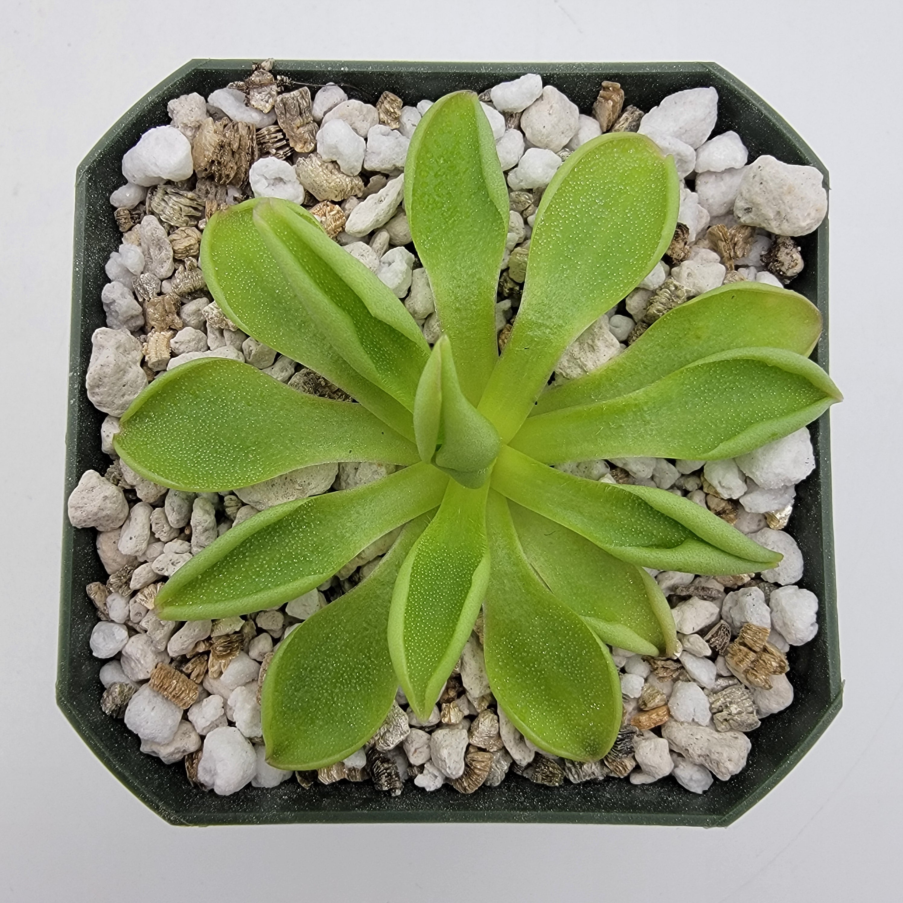 Pinguicula 'Titan' - Rainbow Carnivorous Plants LLC