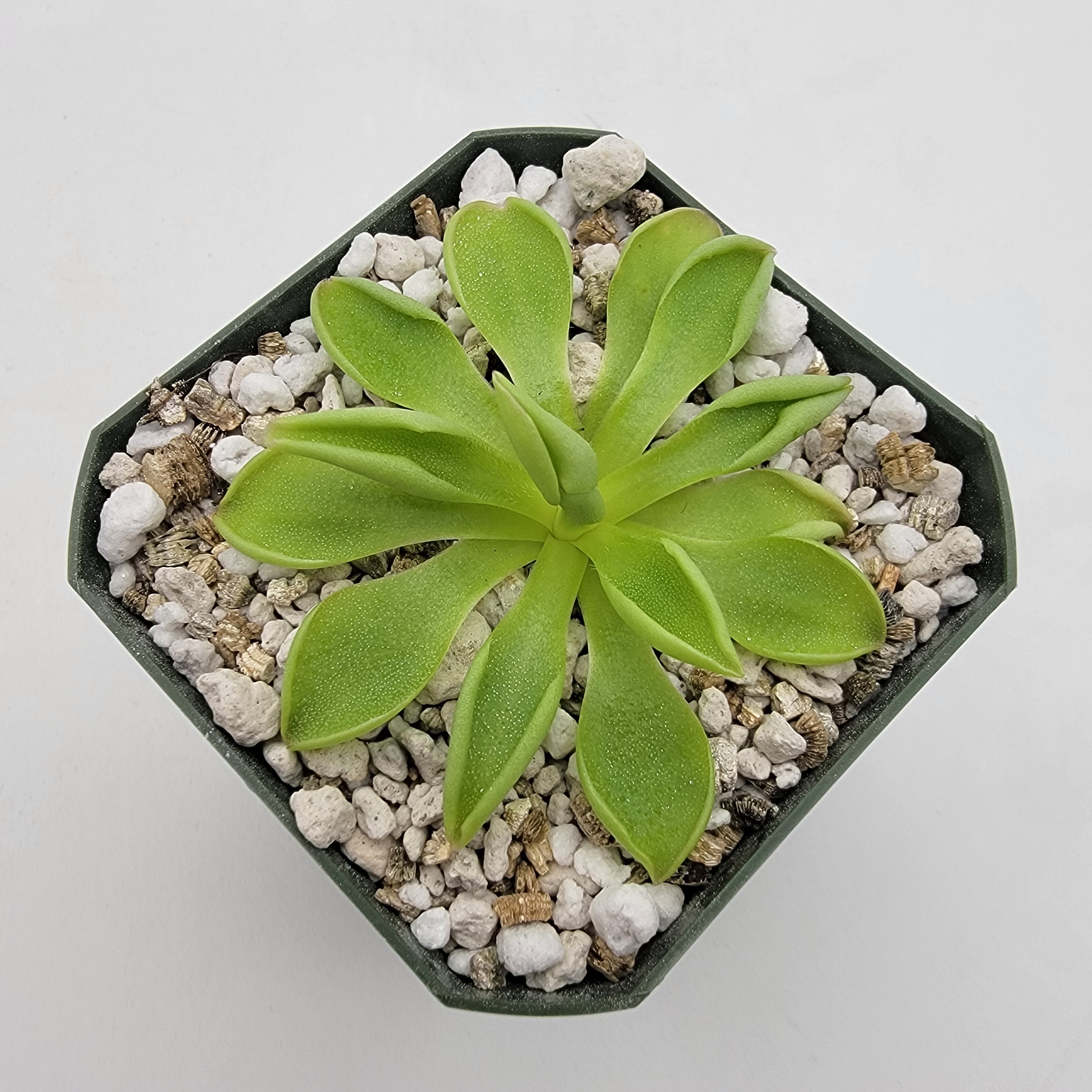 Pinguicula 'Titan' - Rainbow Carnivorous Plants LLC