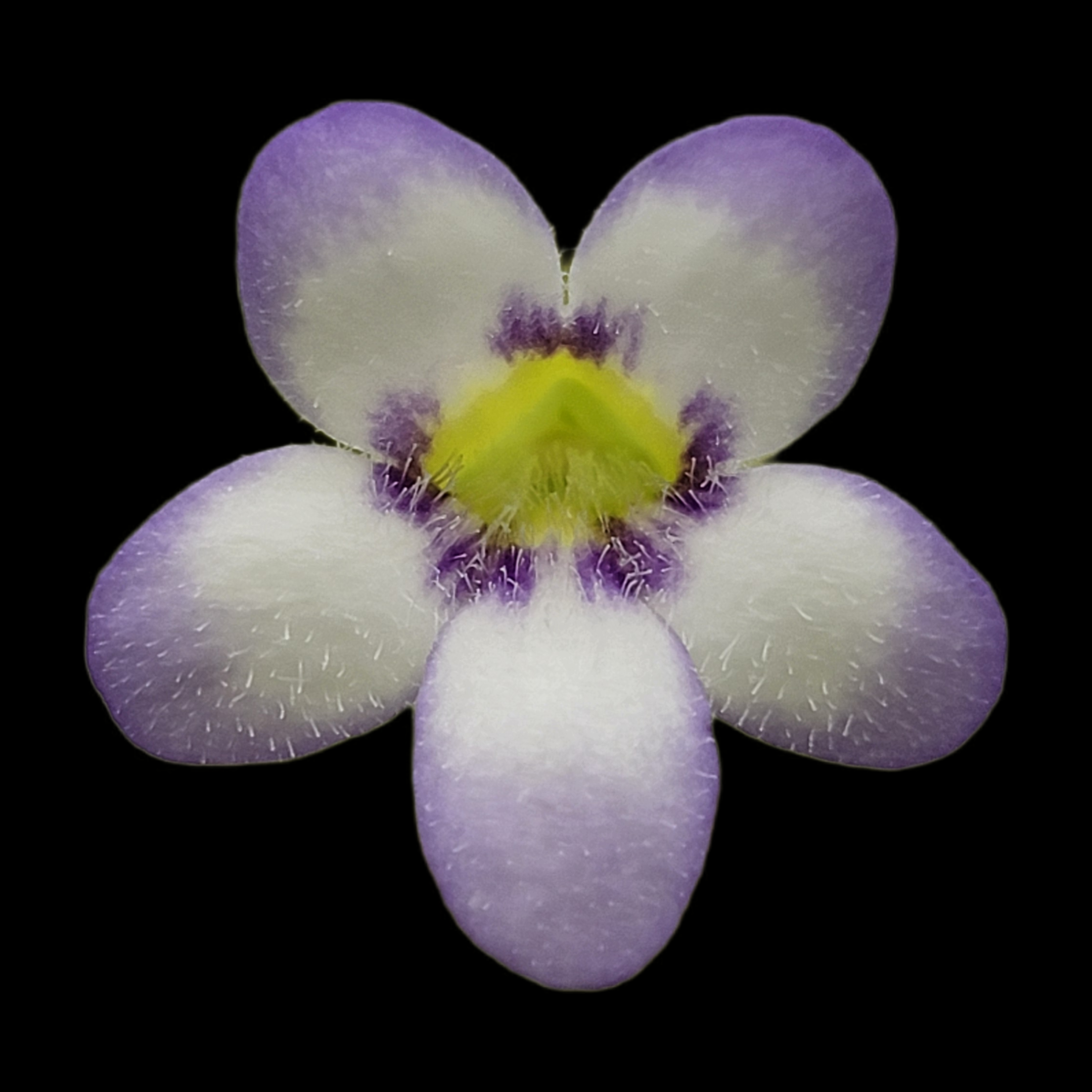 Pinguicula agnata 'Ekuma'