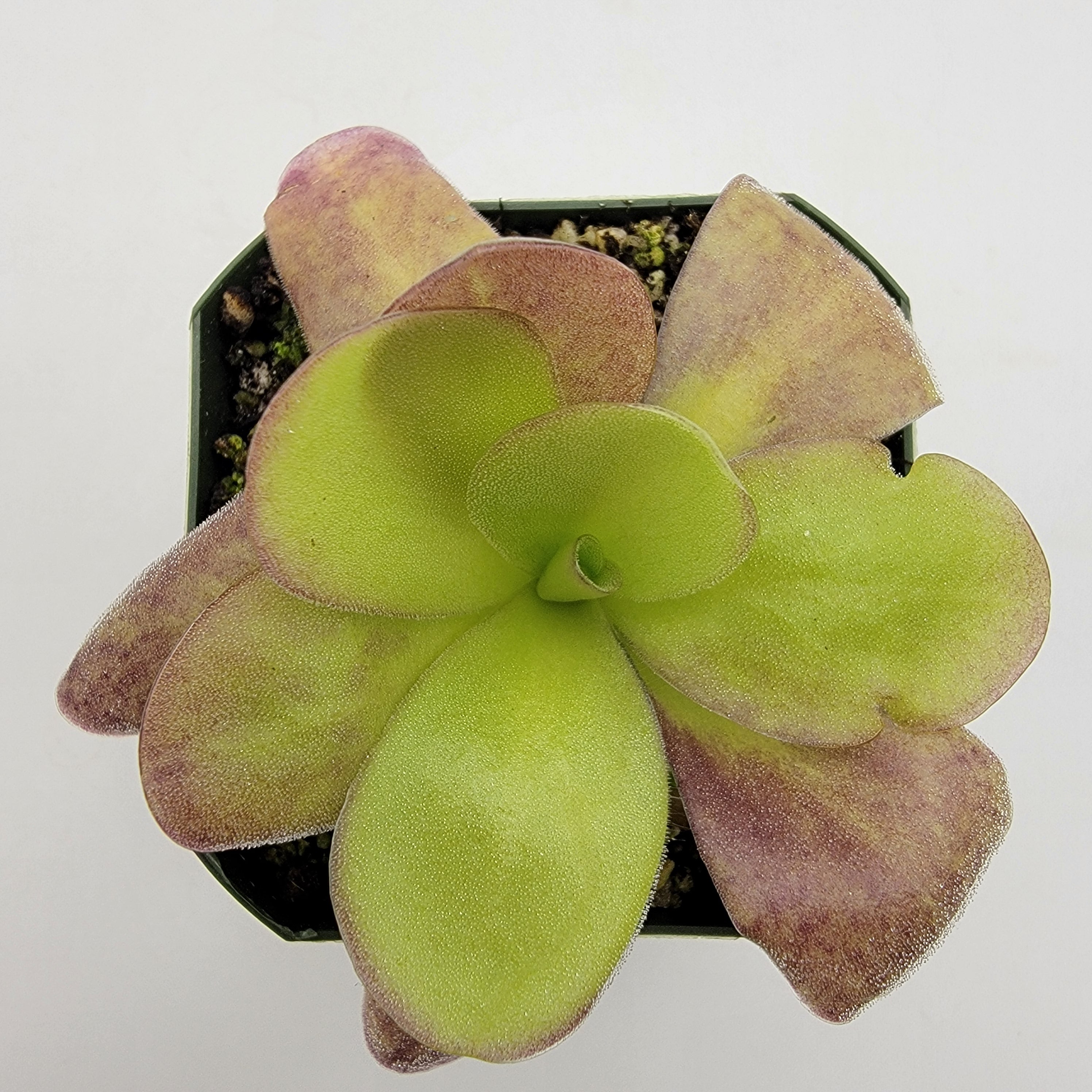 Pinguicula agnata 'Ekuma'