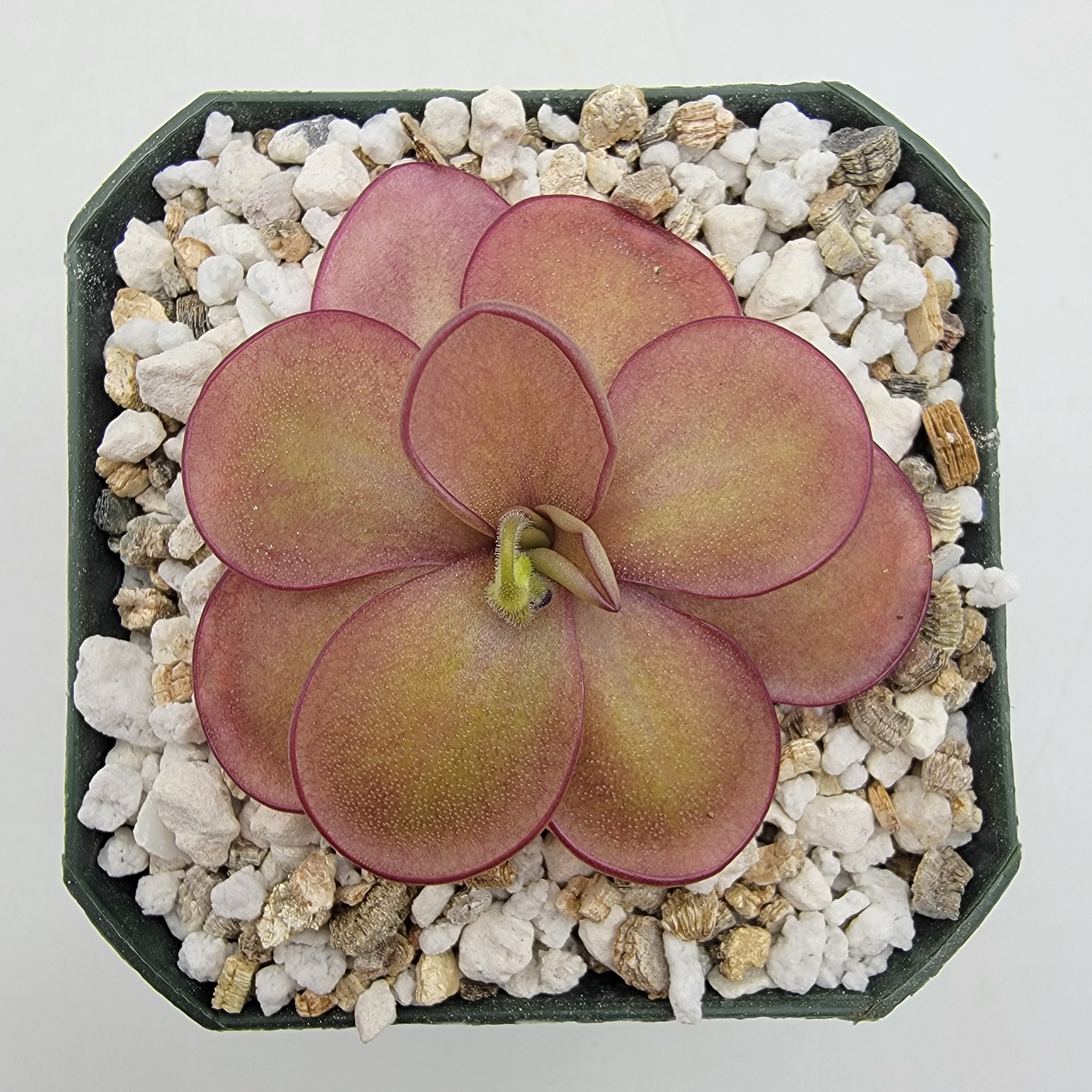 Pinguicula agnata "Scented Flower" x (laueana CP2 x emarginata)
