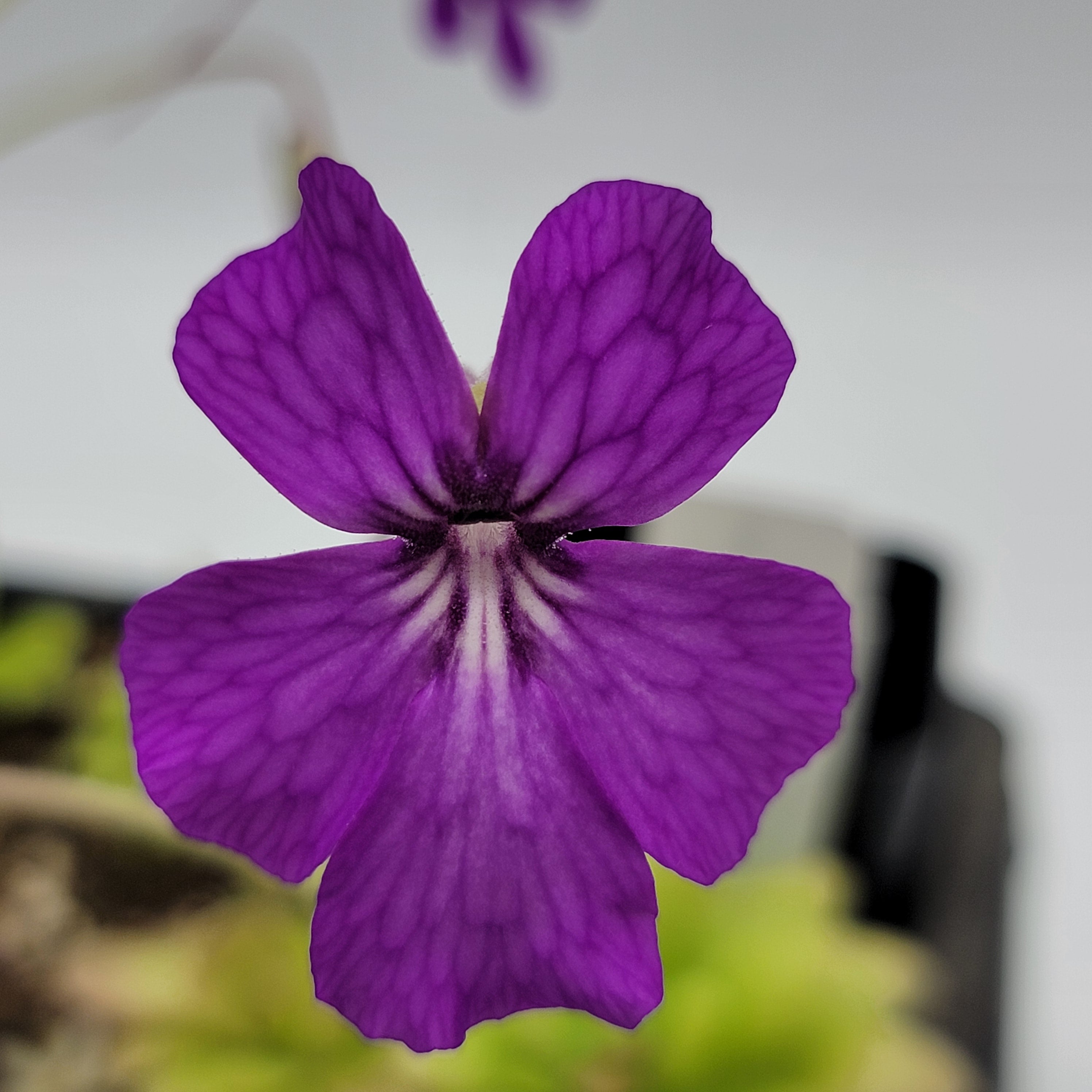 Pinguicula zecheri 'Faulisi' x gypsicola
