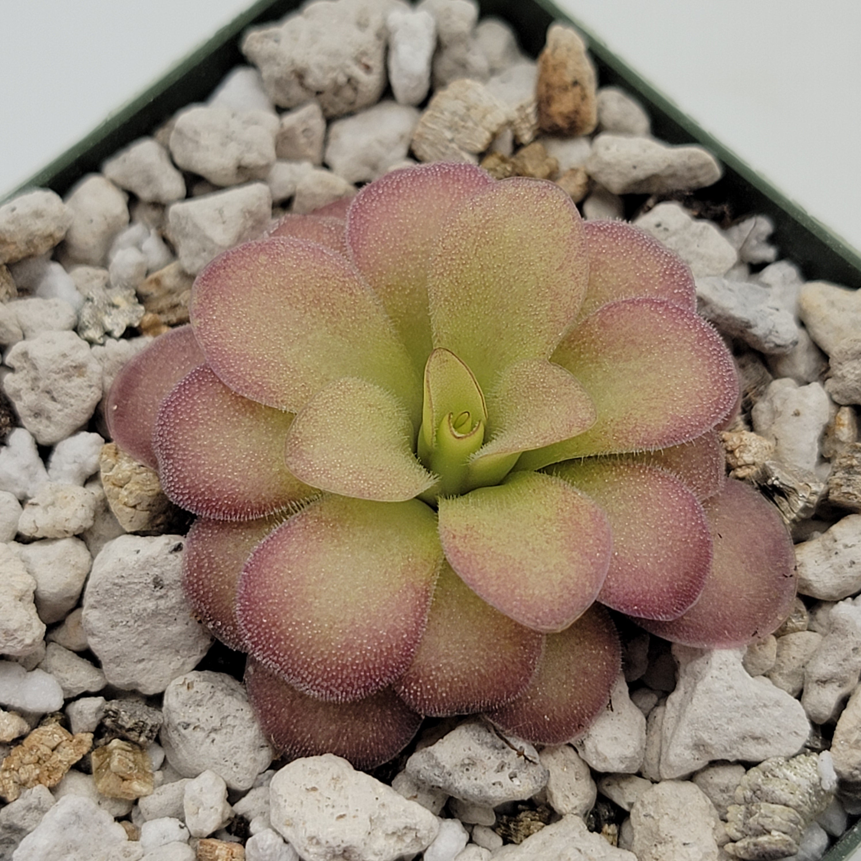 Pinguicula agnata 'El Lobo' x (laueana CP2 x emarginata