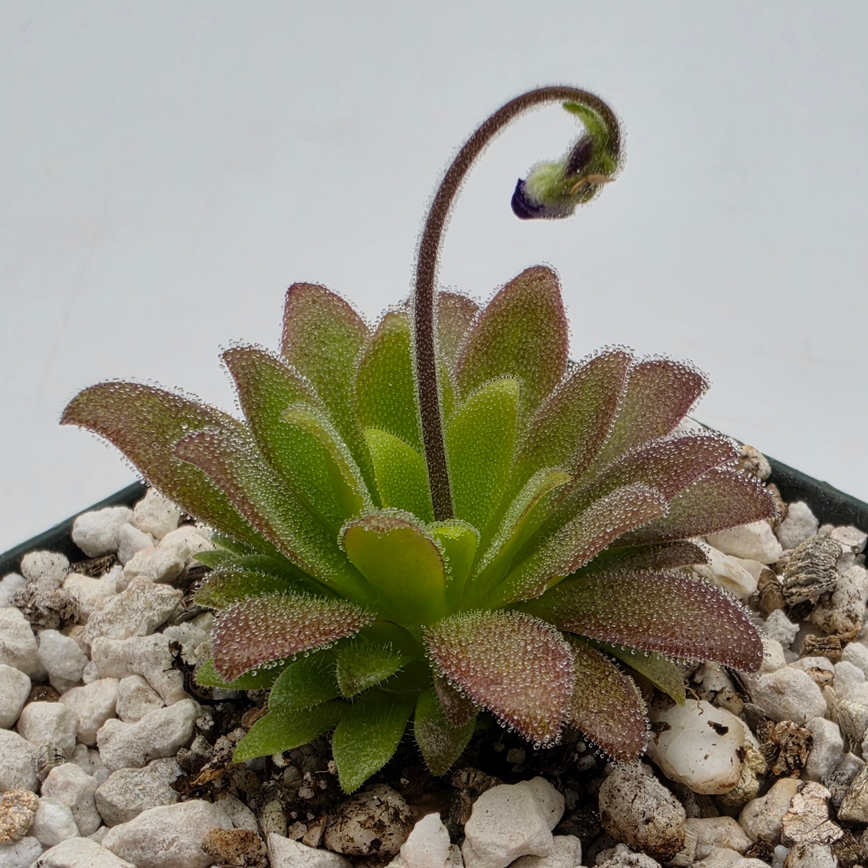 Pinguicula agnata 'Ekuma' x heterophylla -Butterworts -Rainbow Carnivorous Plants LLC