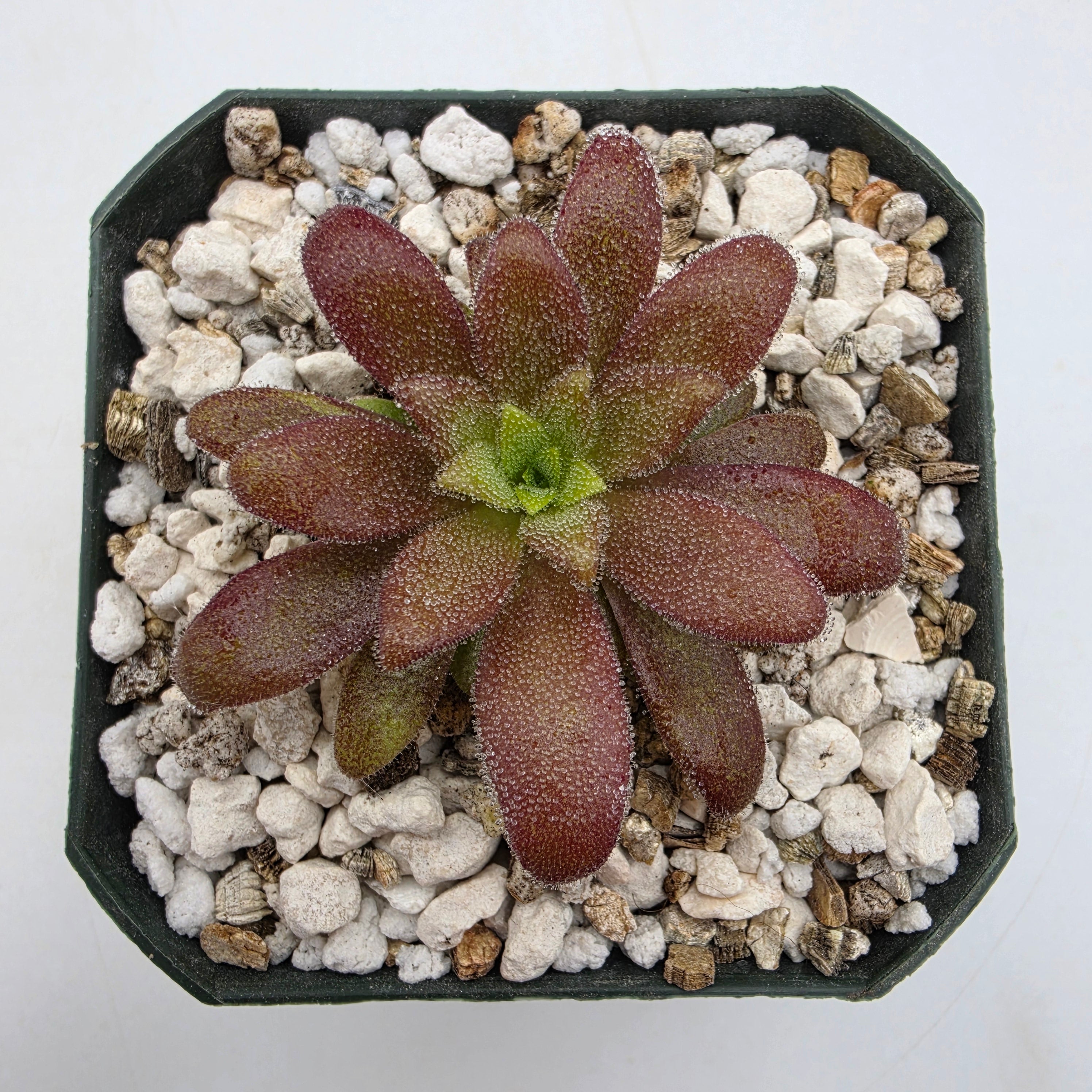 Pinguicula agnata 'Ekuma' x heterophylla -Butterworts -Rainbow Carnivorous Plants LLC