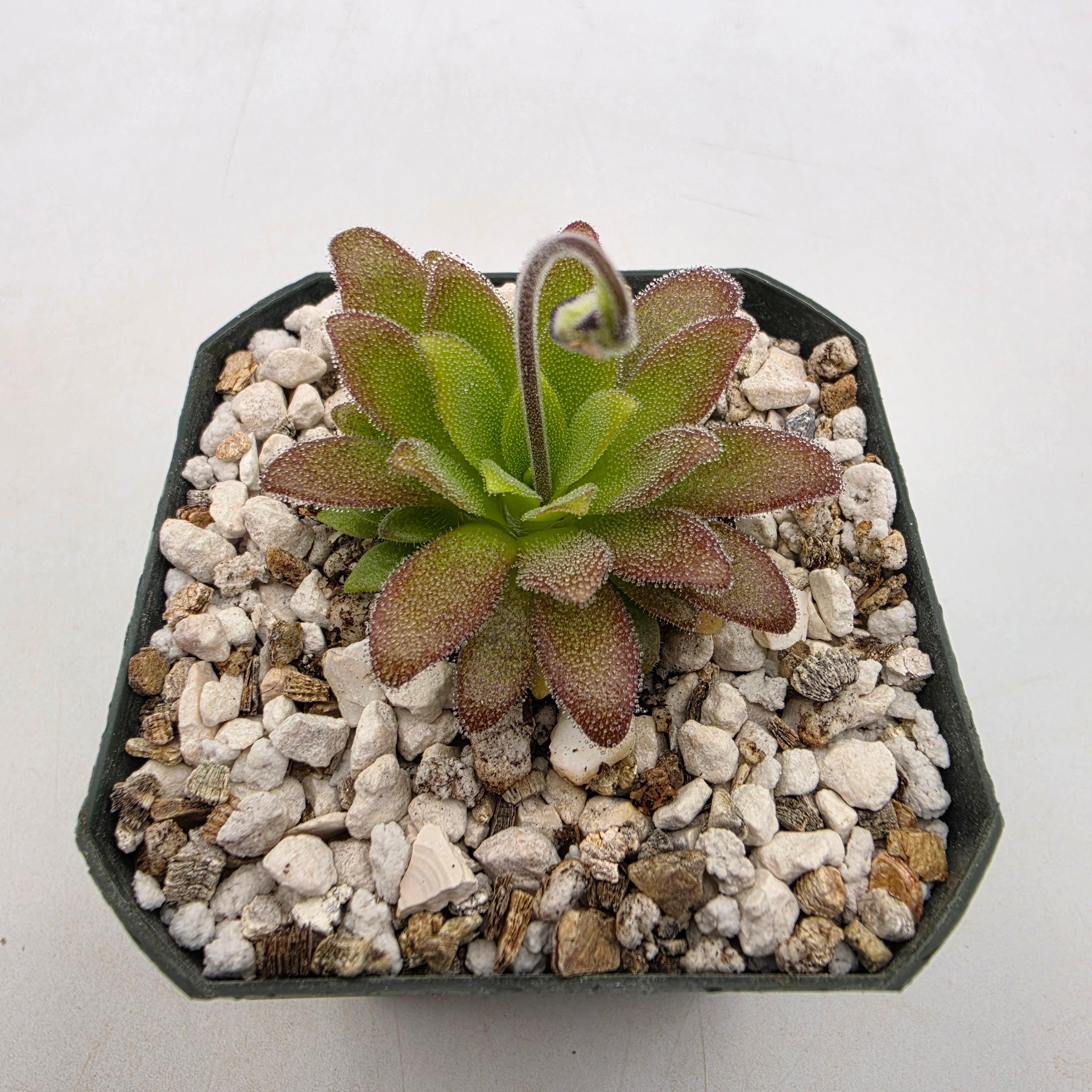 Pinguicula agnata 'Ekuma' x heterophylla -Butterworts -Rainbow Carnivorous Plants LLC