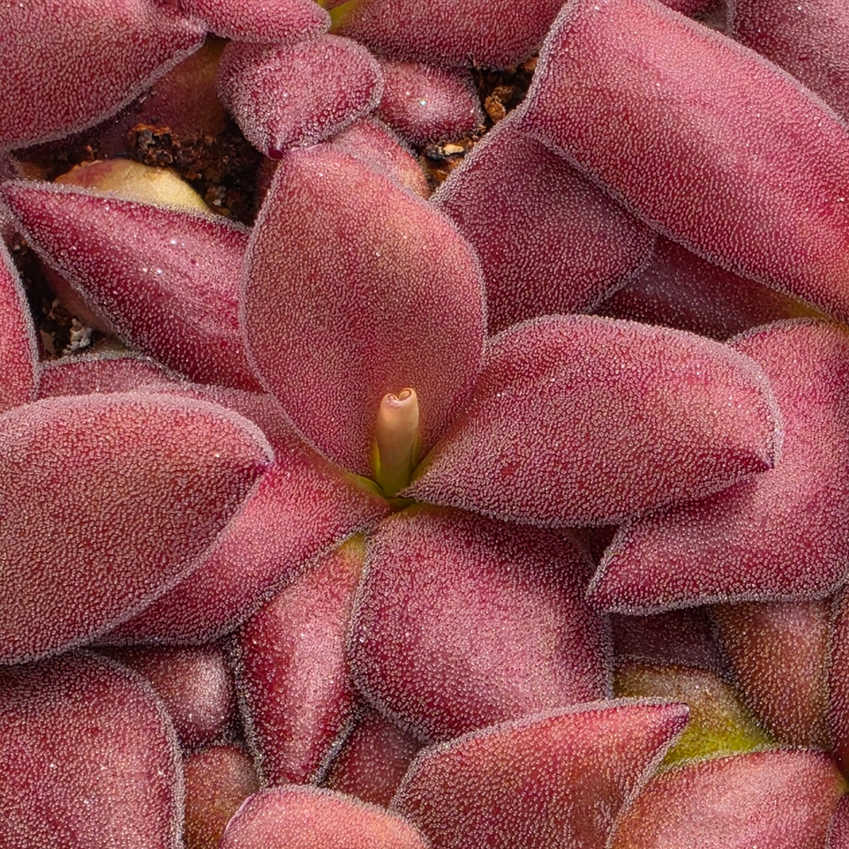 Pinguicula agnata {Jalpan de la Sierra}