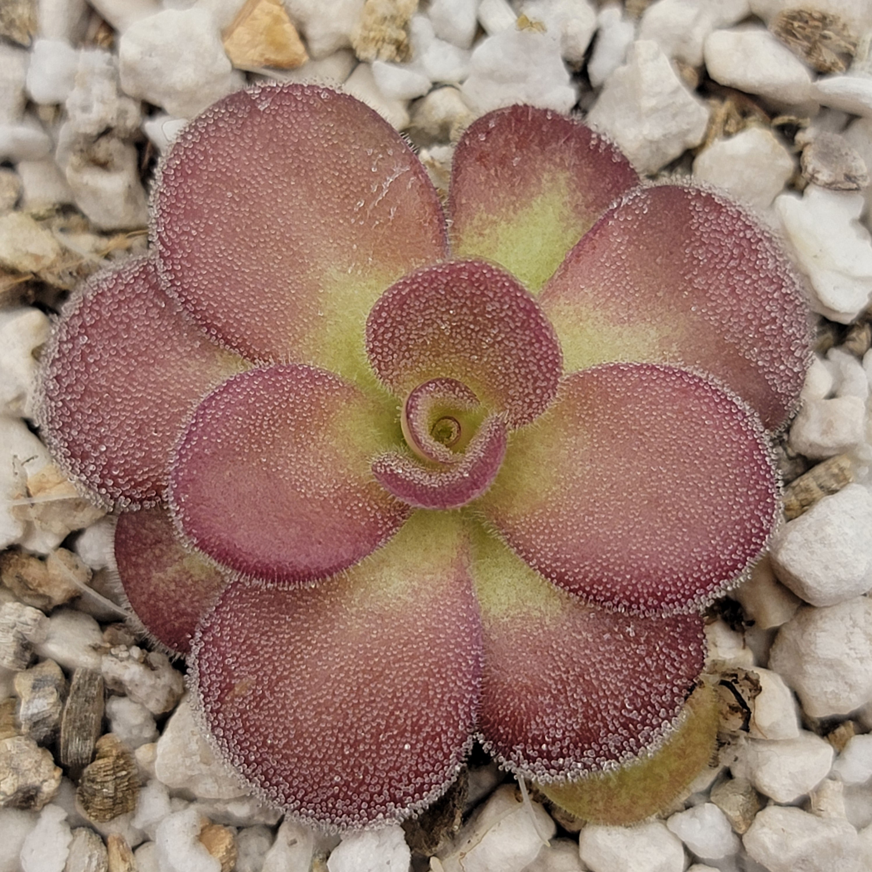 Pinguicula agnata {La Lagunita} -Butterworts -Rainbow Carnivorous Plants LLC