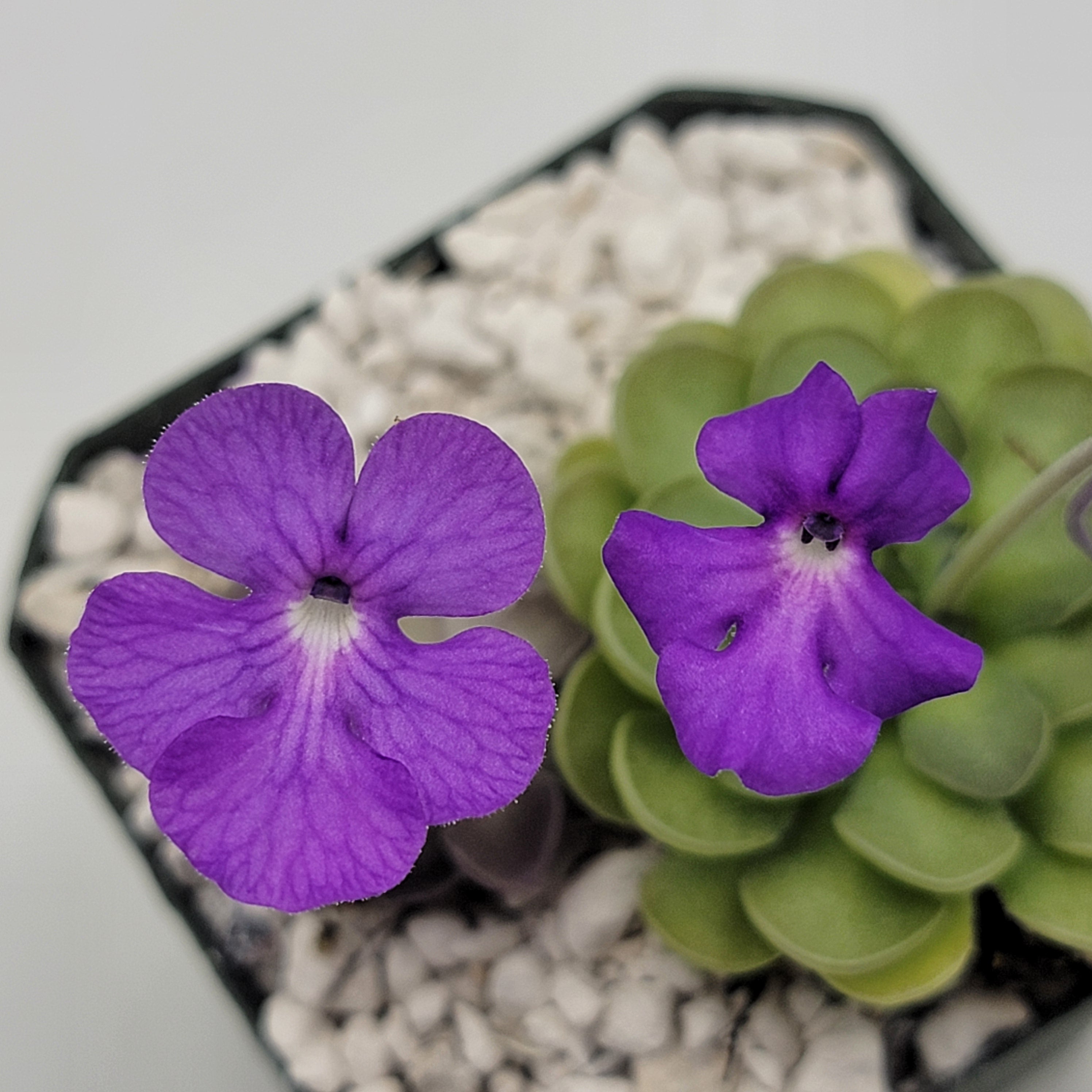 Pinguicula cyclosecta {El Cielo}