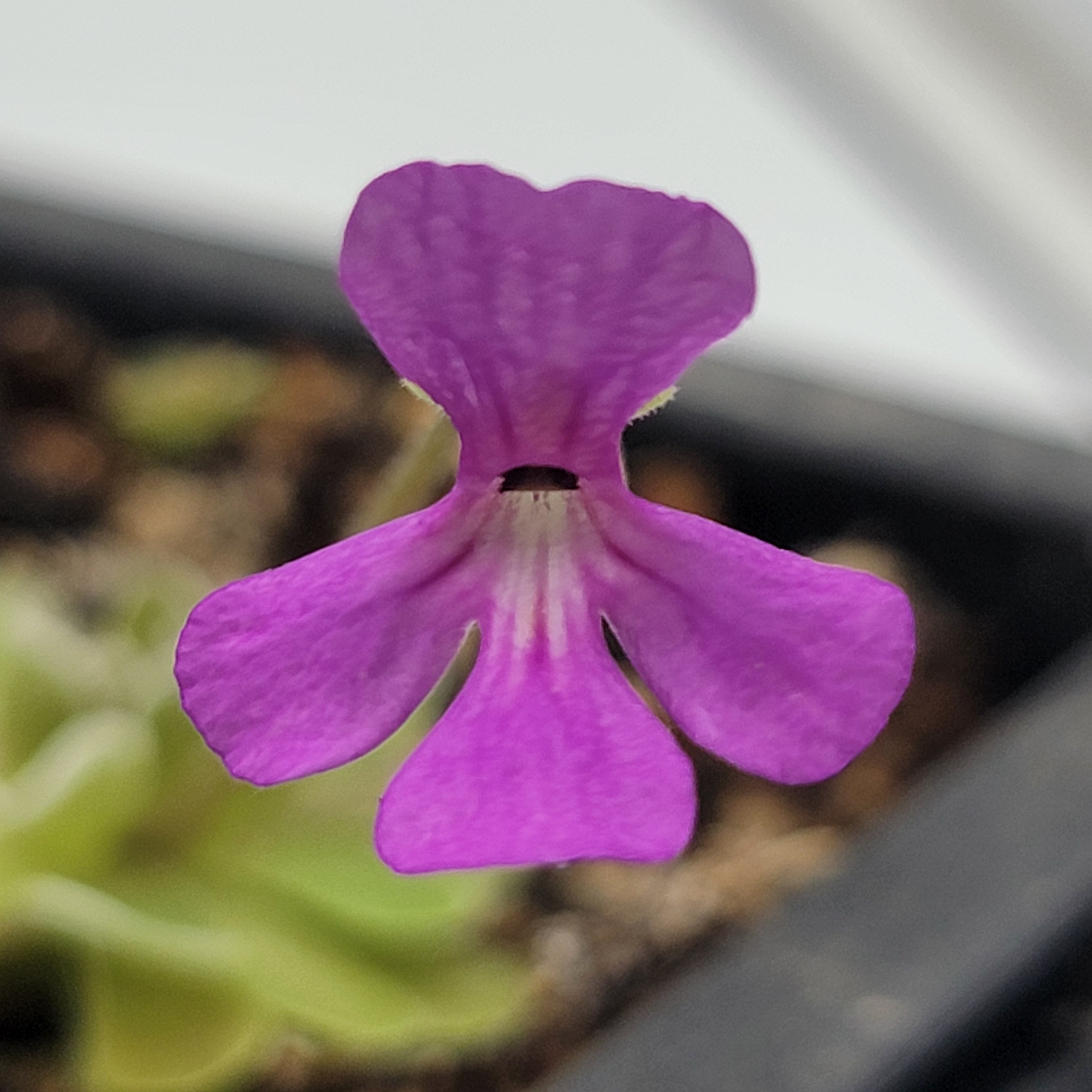 Pinguicula ehlersiae "Cotton Candy" -Butterworts -Rainbow Carnivorous Plants LLC