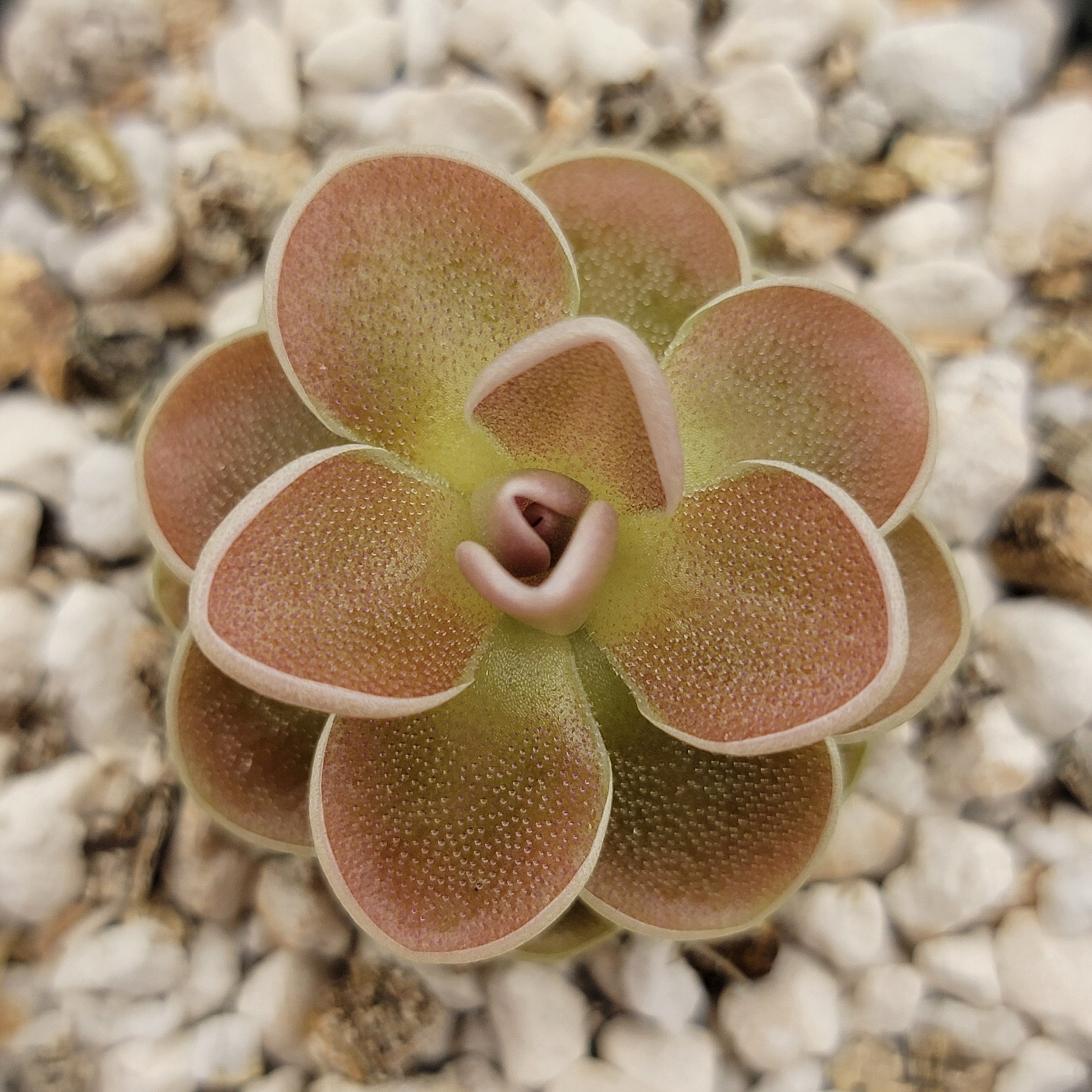 Pinguicula ehlersiae {Ixmiquilpan}