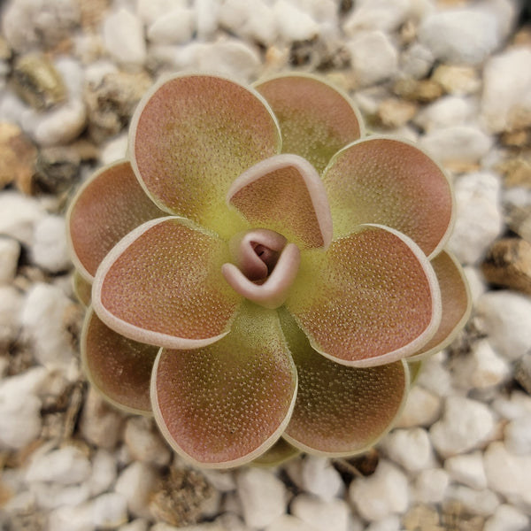 Pinguicula ehlersiae {Ixmiquilpan}