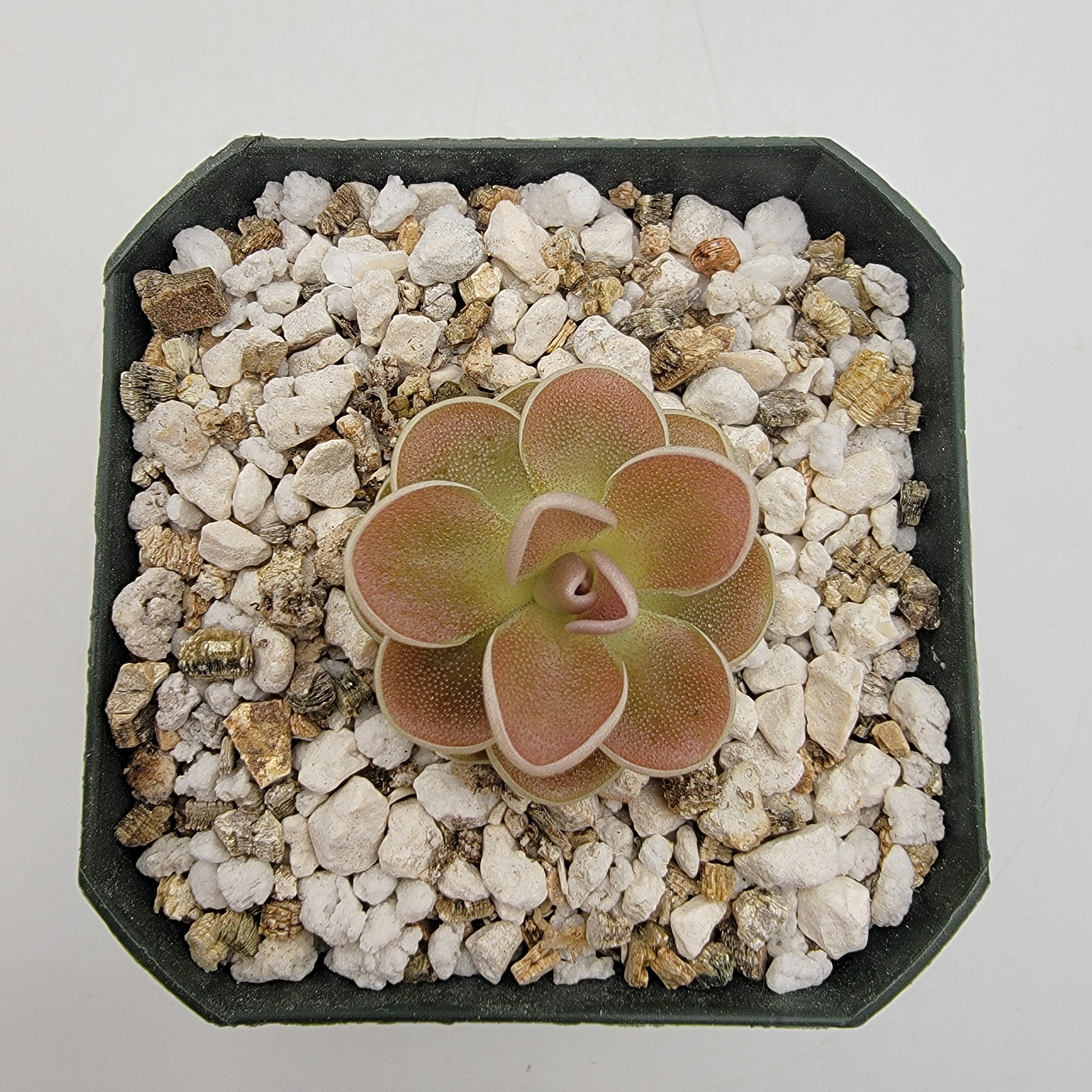 Pinguicula ehlersiae {Ixmiquilpan}