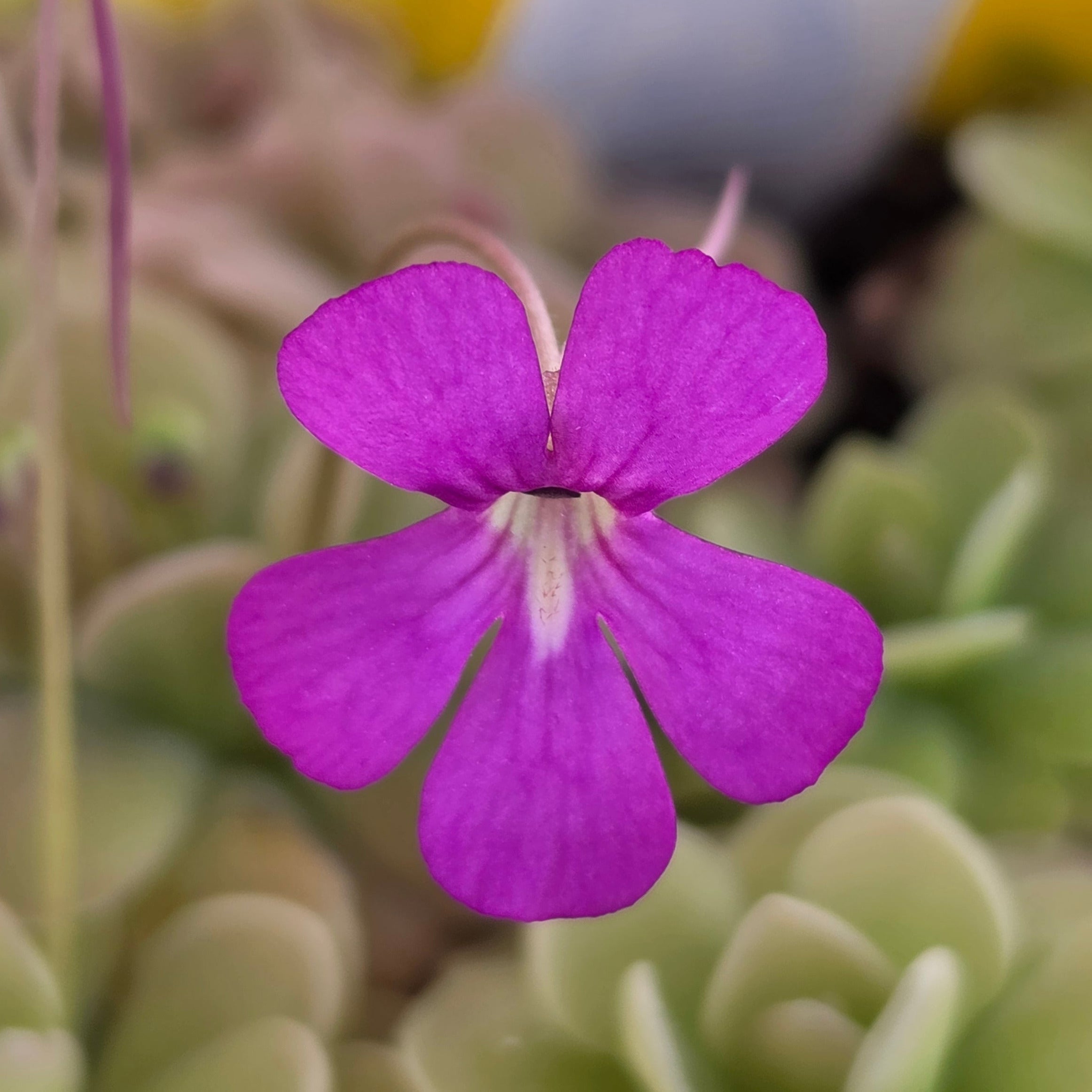 Close-up of a purple flower with green foliage in the background