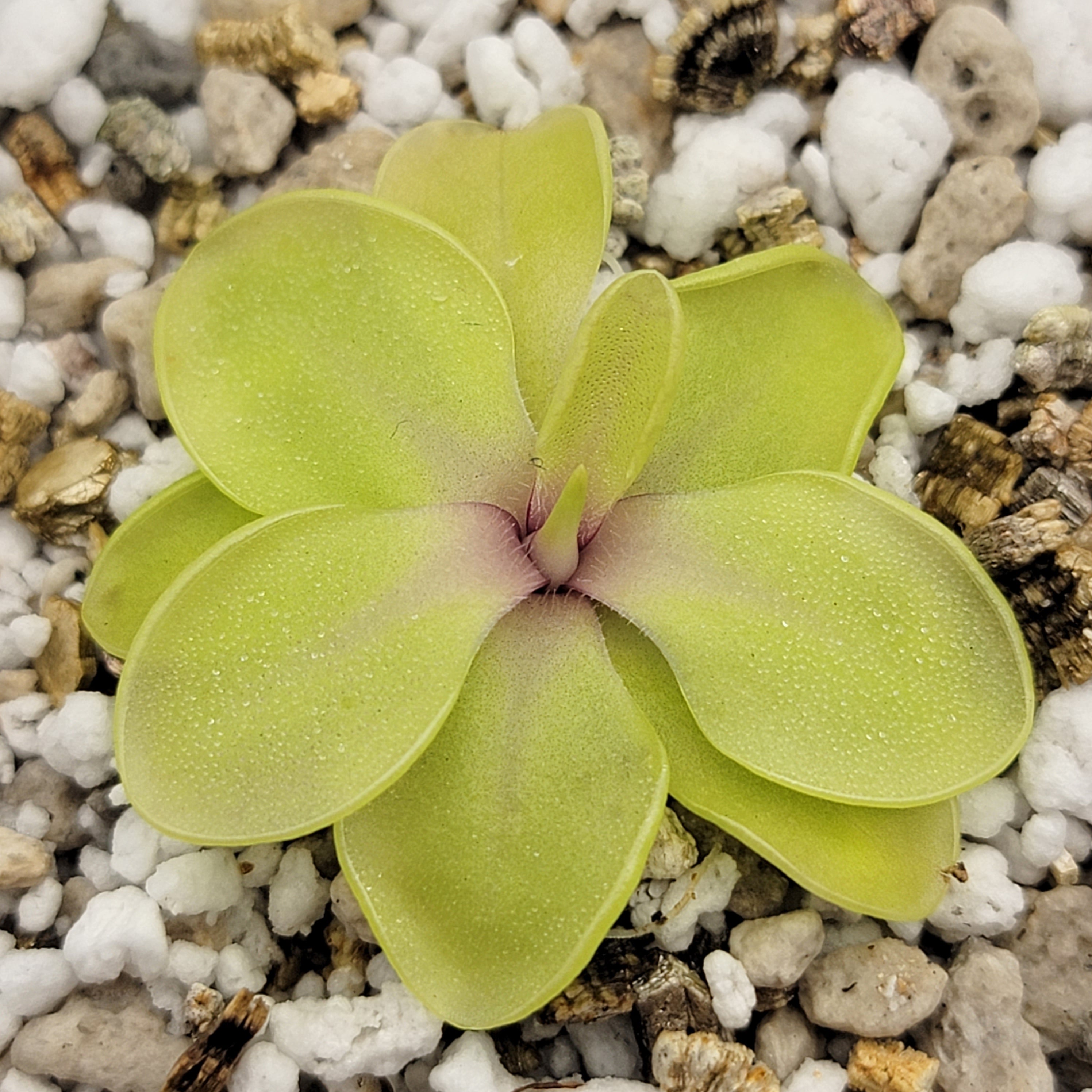 Pinguicula emarginata x cyclosecta - Rainbow Carnivorous Plants LLC