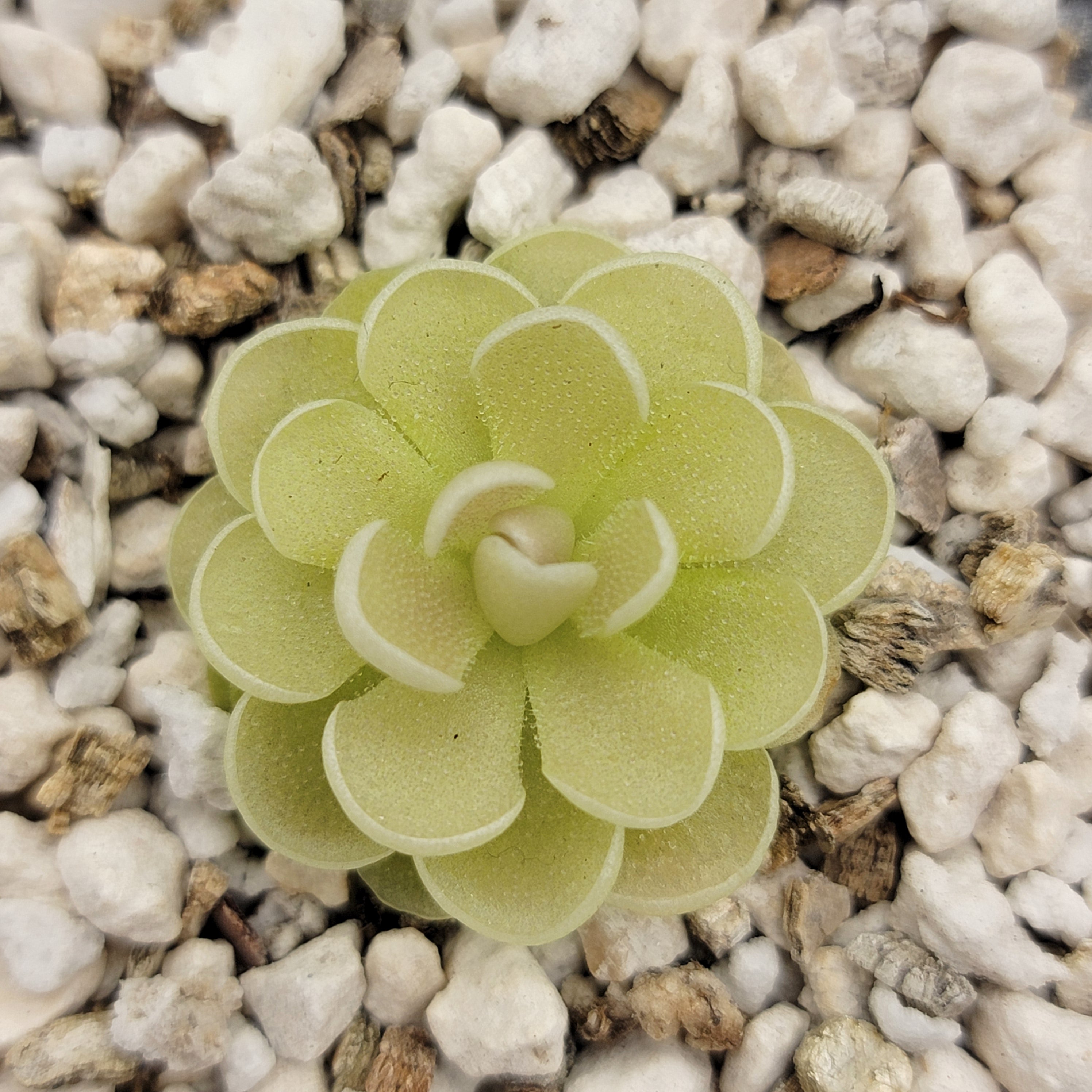 Pinguicula esseriana {El Tepozan} -Butterworts -Rainbow Carnivorous Plants LLC