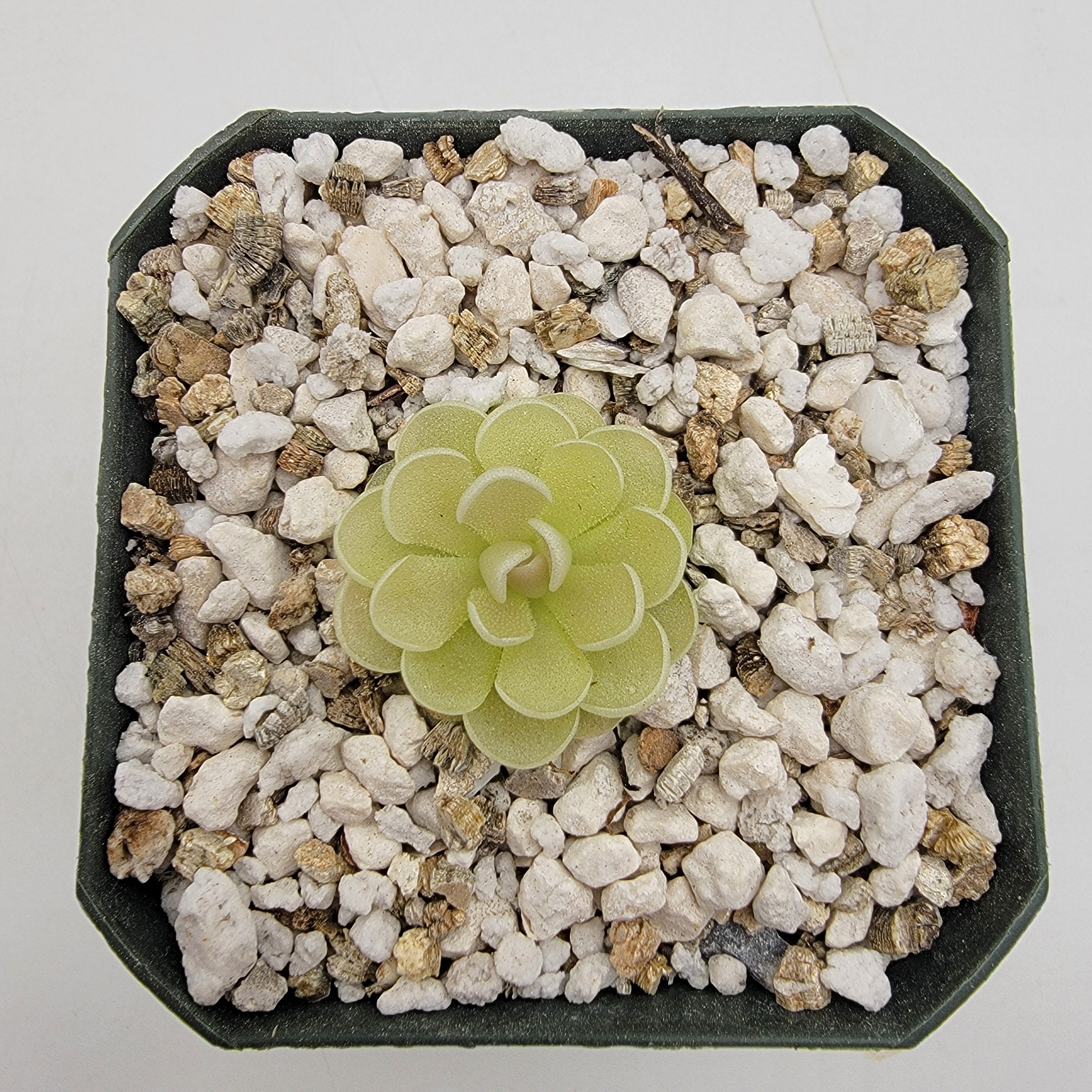 Pinguicula esseriana {El Tepozan} -Butterworts -Rainbow Carnivorous Plants LLC