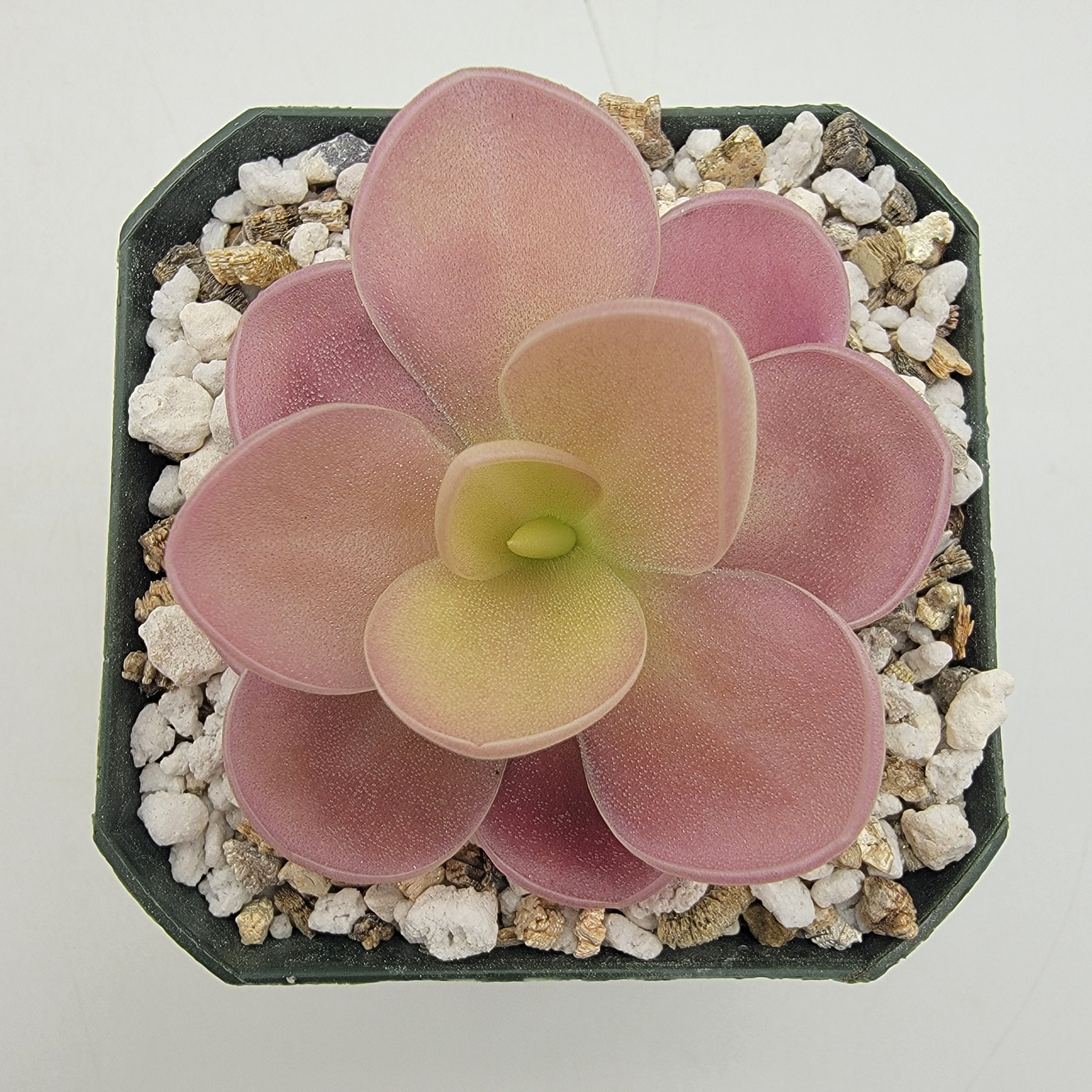 Pinguicula gigantea red x jaumavensis -Butterworts -Rainbow Carnivorous Plants LLC