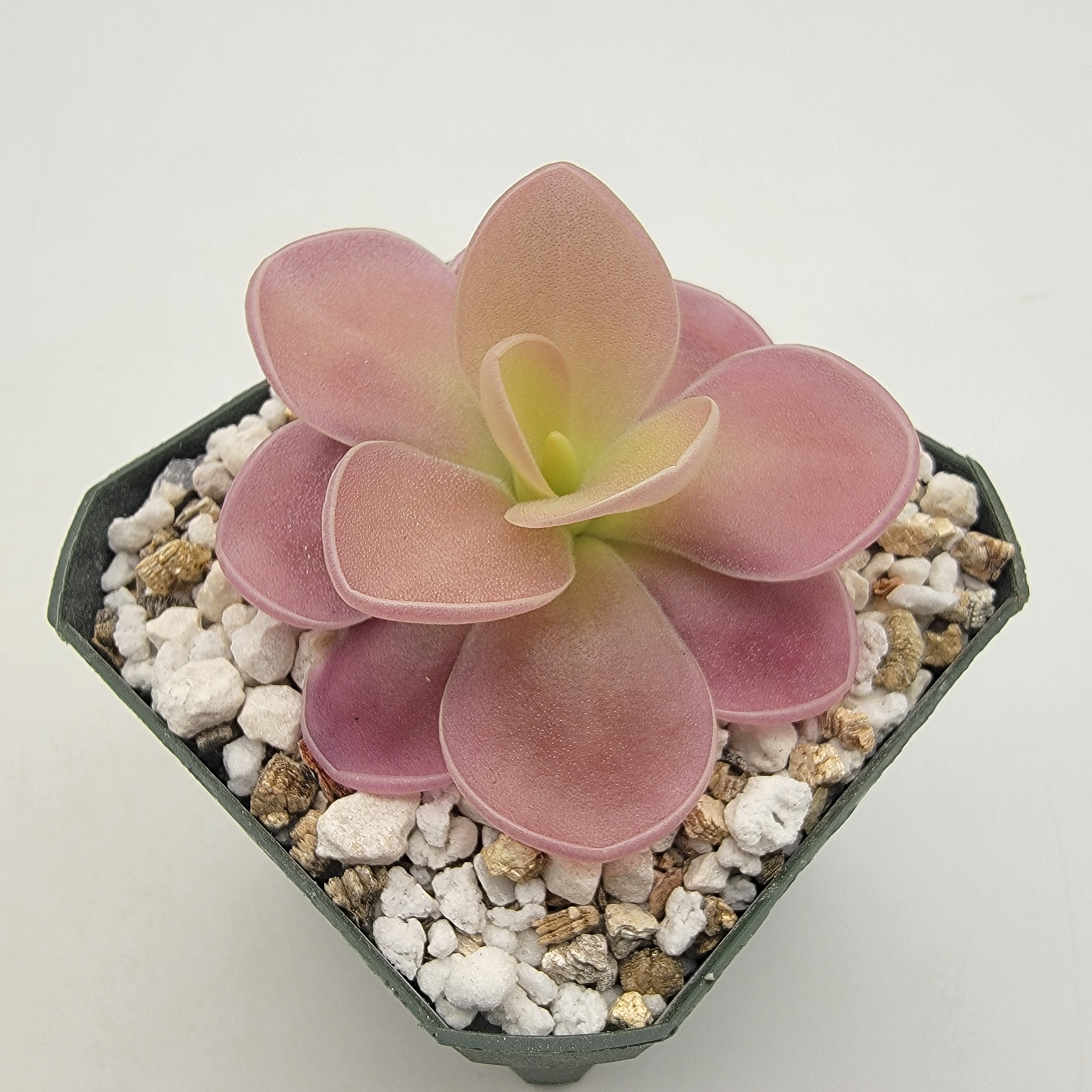 Pinguicula gigantea red x jaumavensis -Butterworts -Rainbow Carnivorous Plants LLC