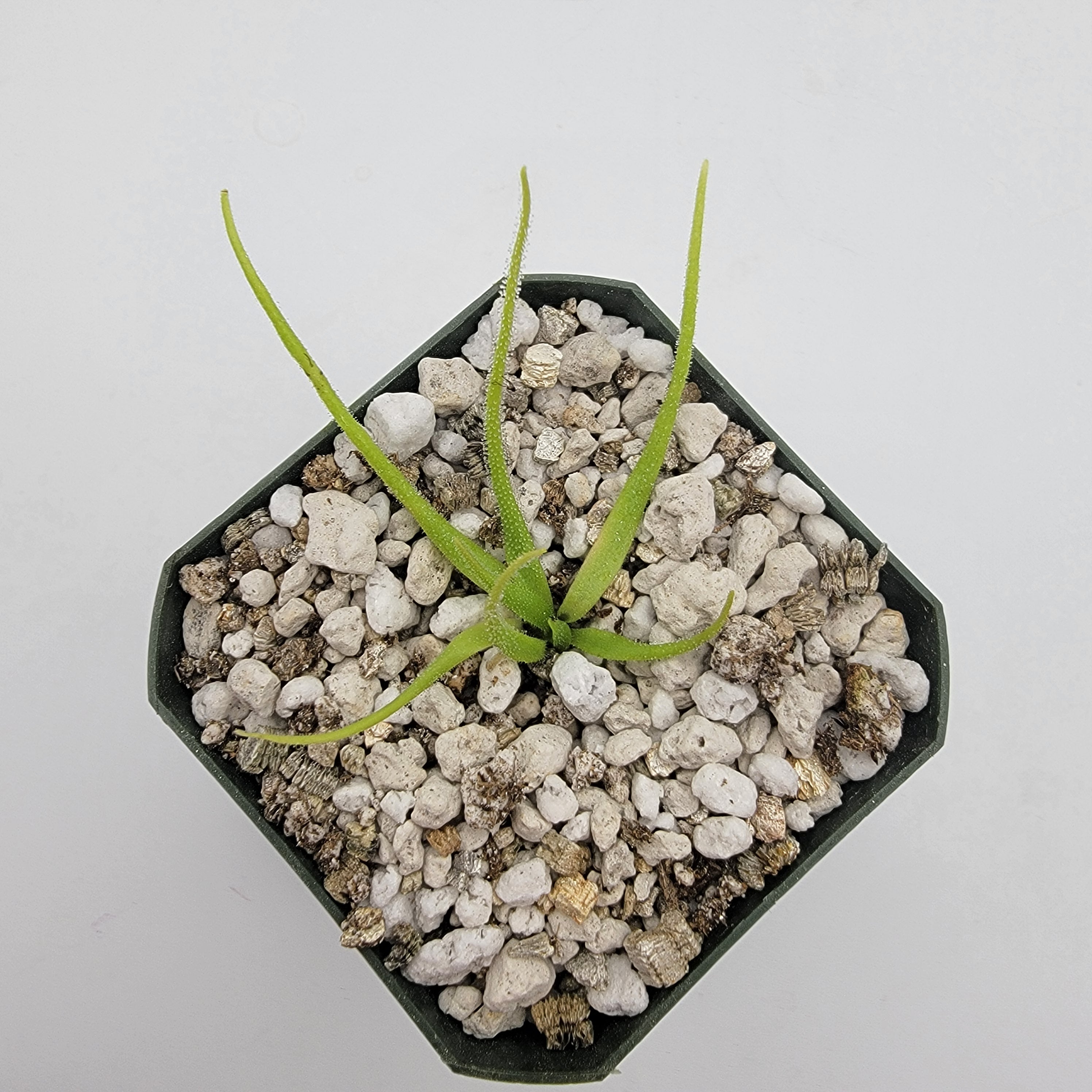 Pinguicula heterophylla - Rainbow Carnivorous Plants LLC