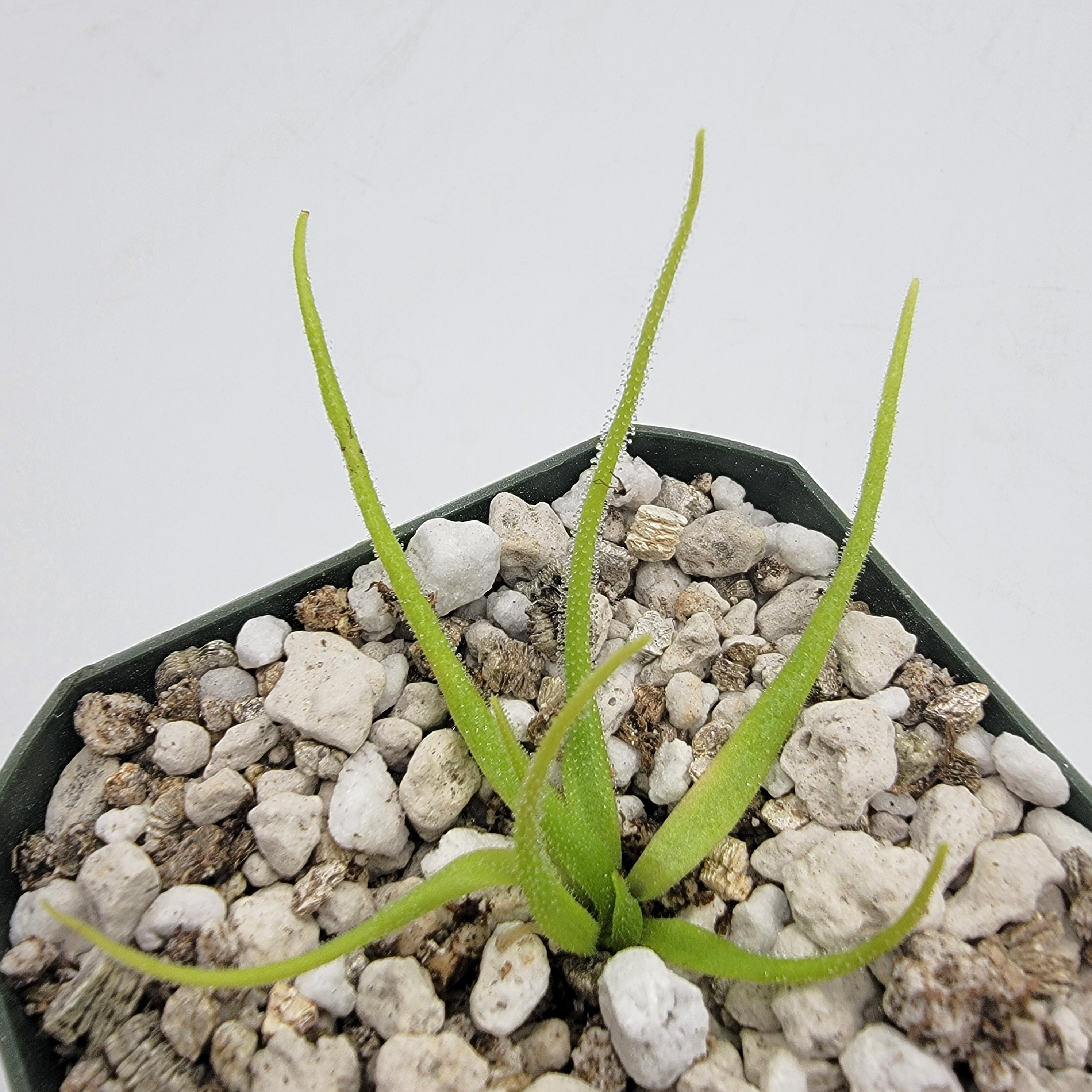Pinguicula heterophylla - Rainbow Carnivorous Plants LLC