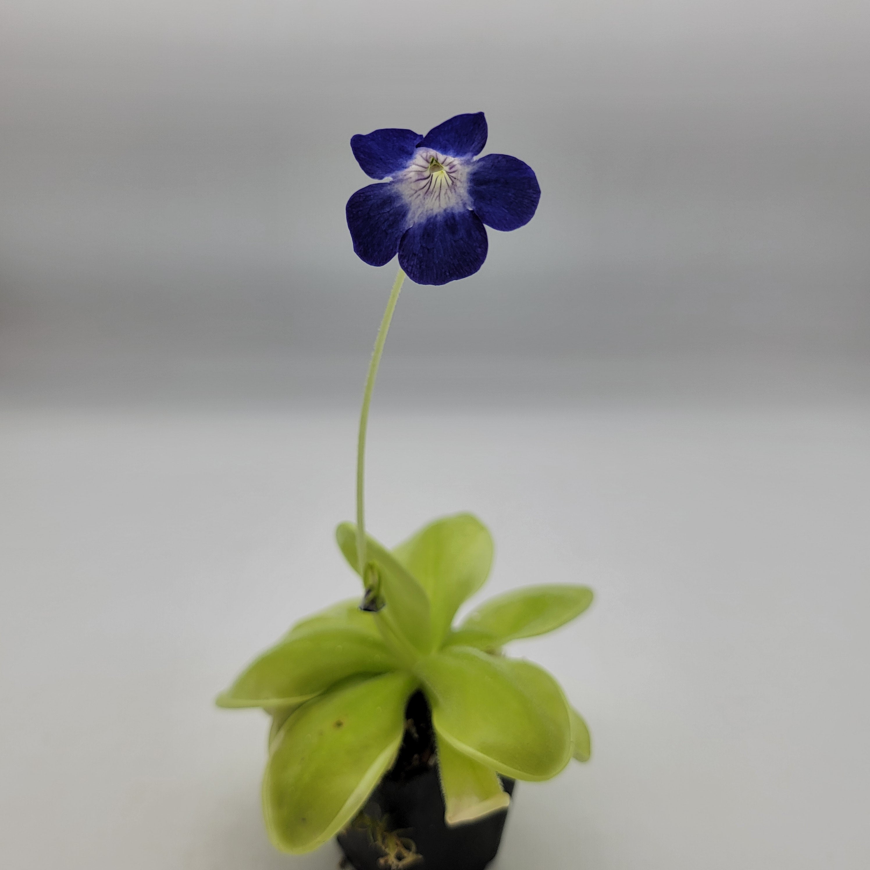 Pinguicula jackii -Butterworts -Rainbow Carnivorous Plants LLC