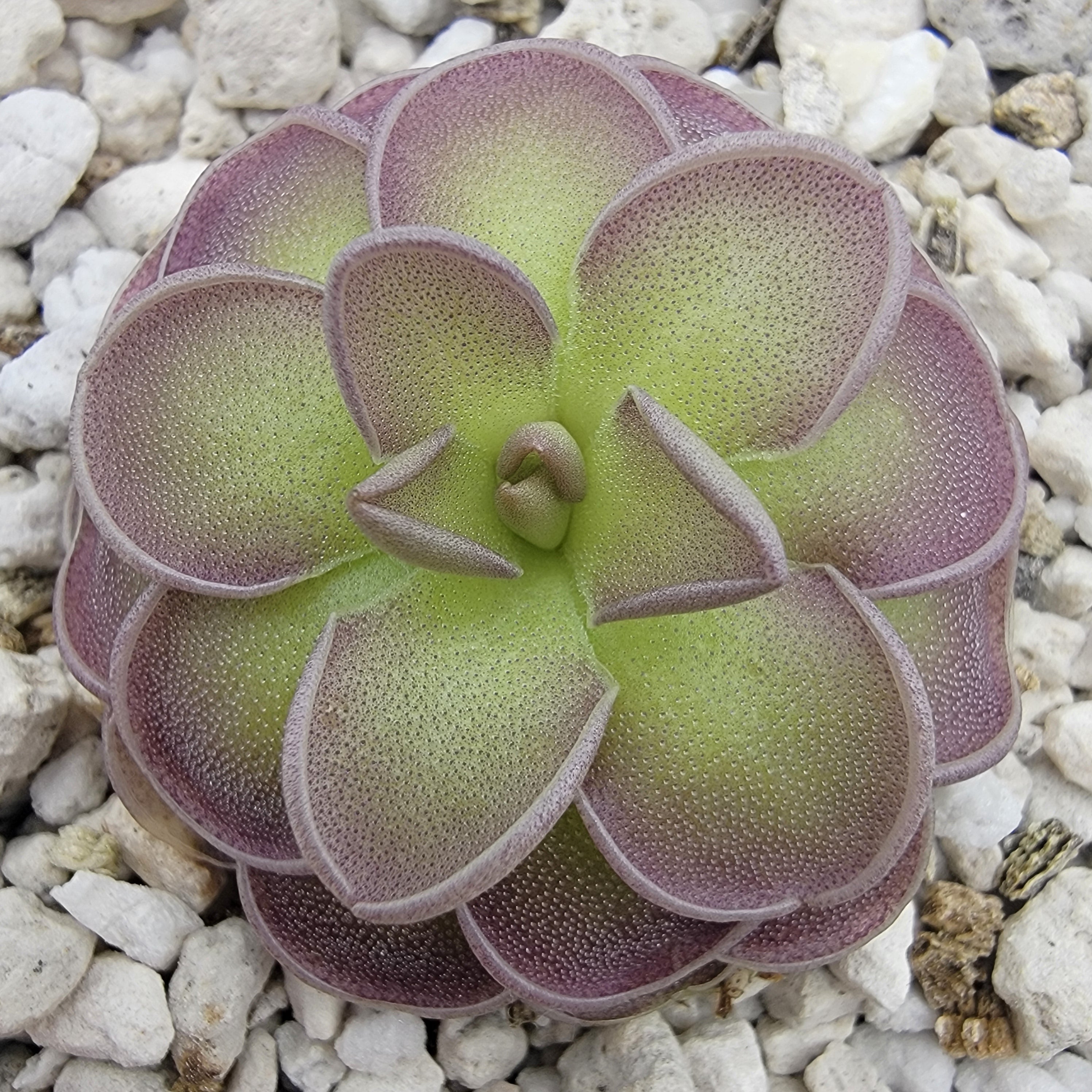 Pinguicula jaumavensis x cyclosecta