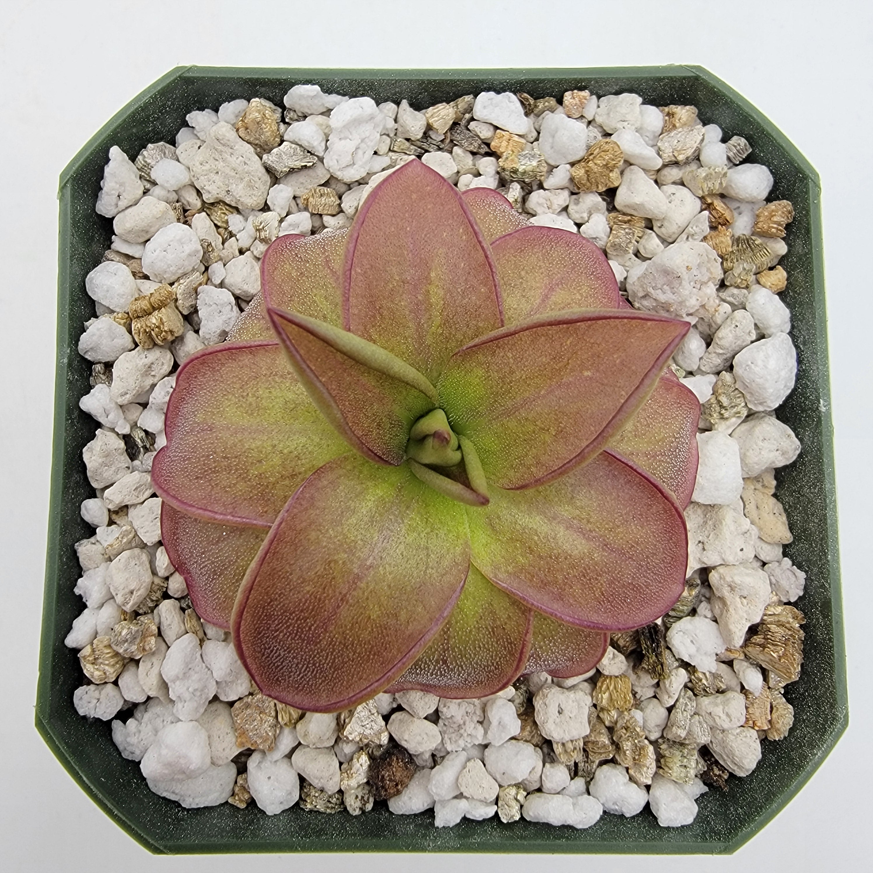 Pinguicula laueana 'CP2' {Oaxaca, Mex}