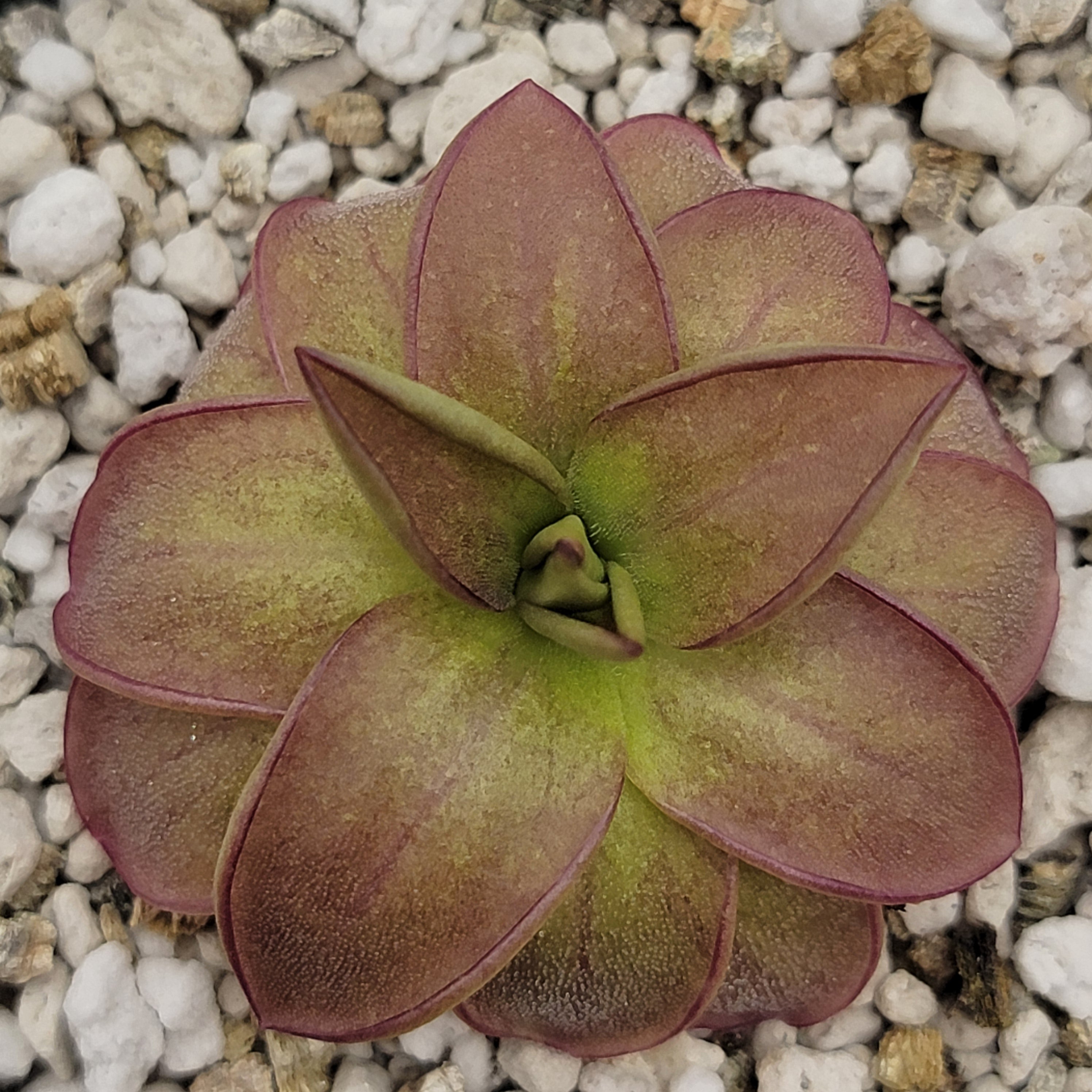 Pinguicula laueana 'CP2' {Oaxaca, Mex} -Butterworts -Rainbow Carnivorous Plants LLC