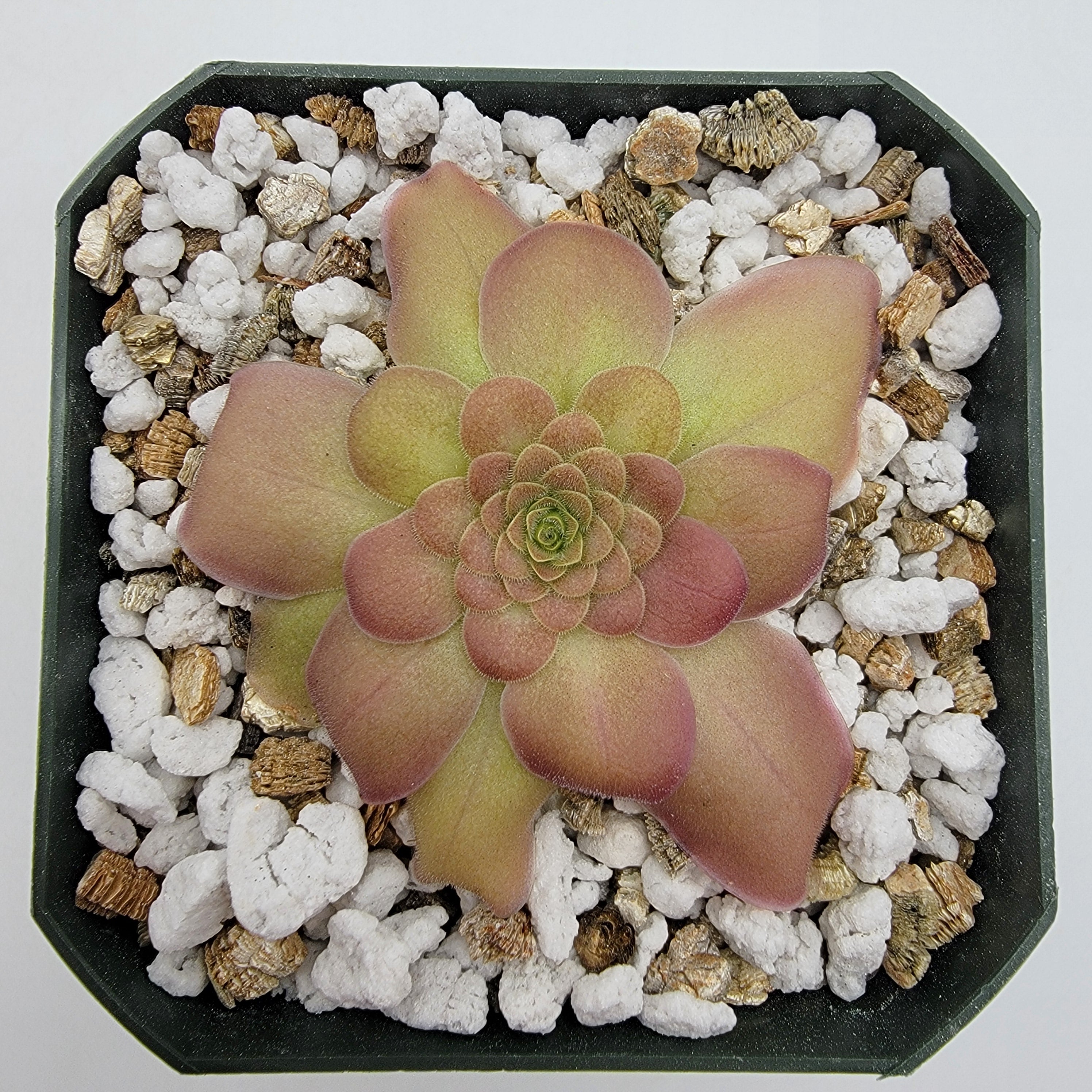 Pinguicula laueana {Sierra Mixe, Oaxaca}